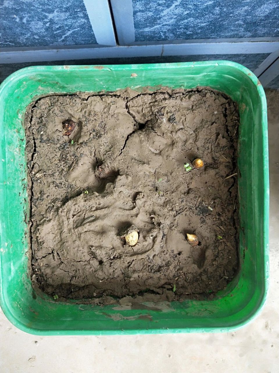 吃剩的榴莲种子放水里泡发芽了,现在种到土里了,是芽朝上还是朝下.