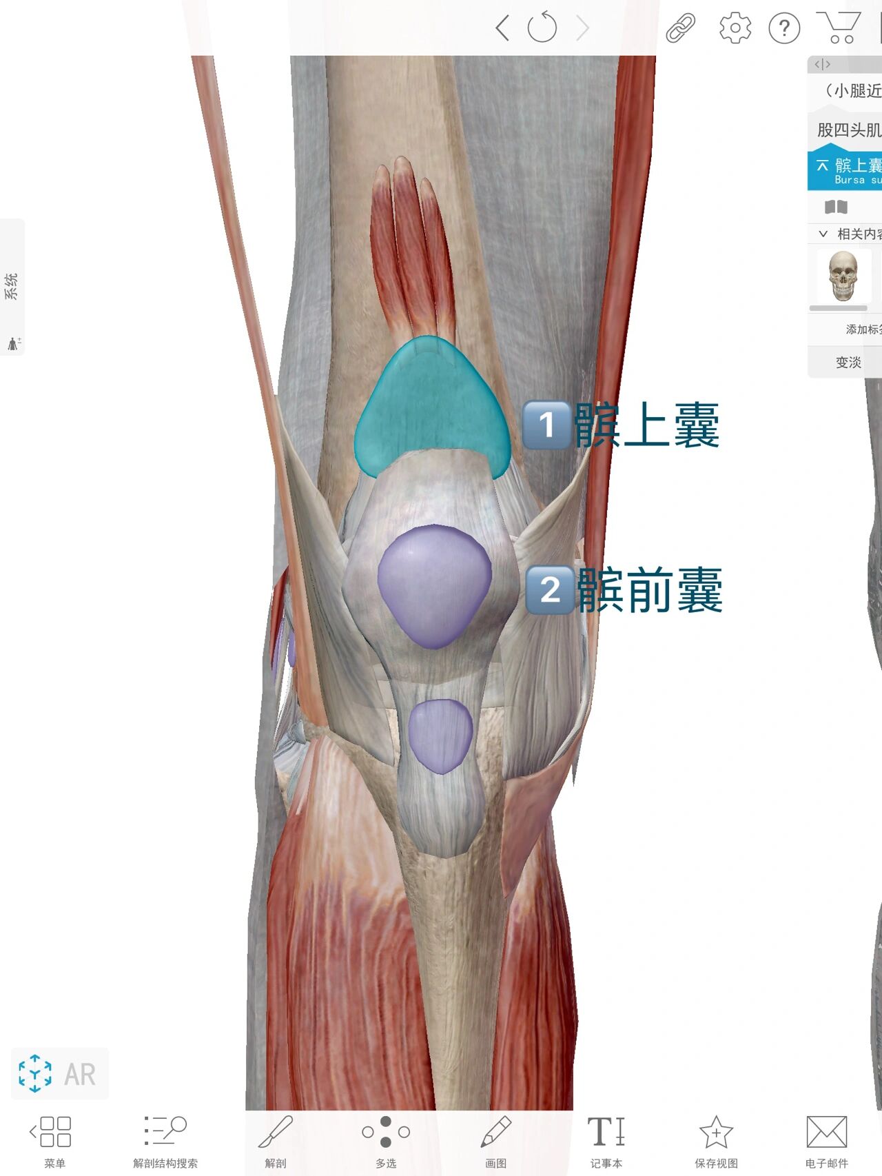 髌下囊图片