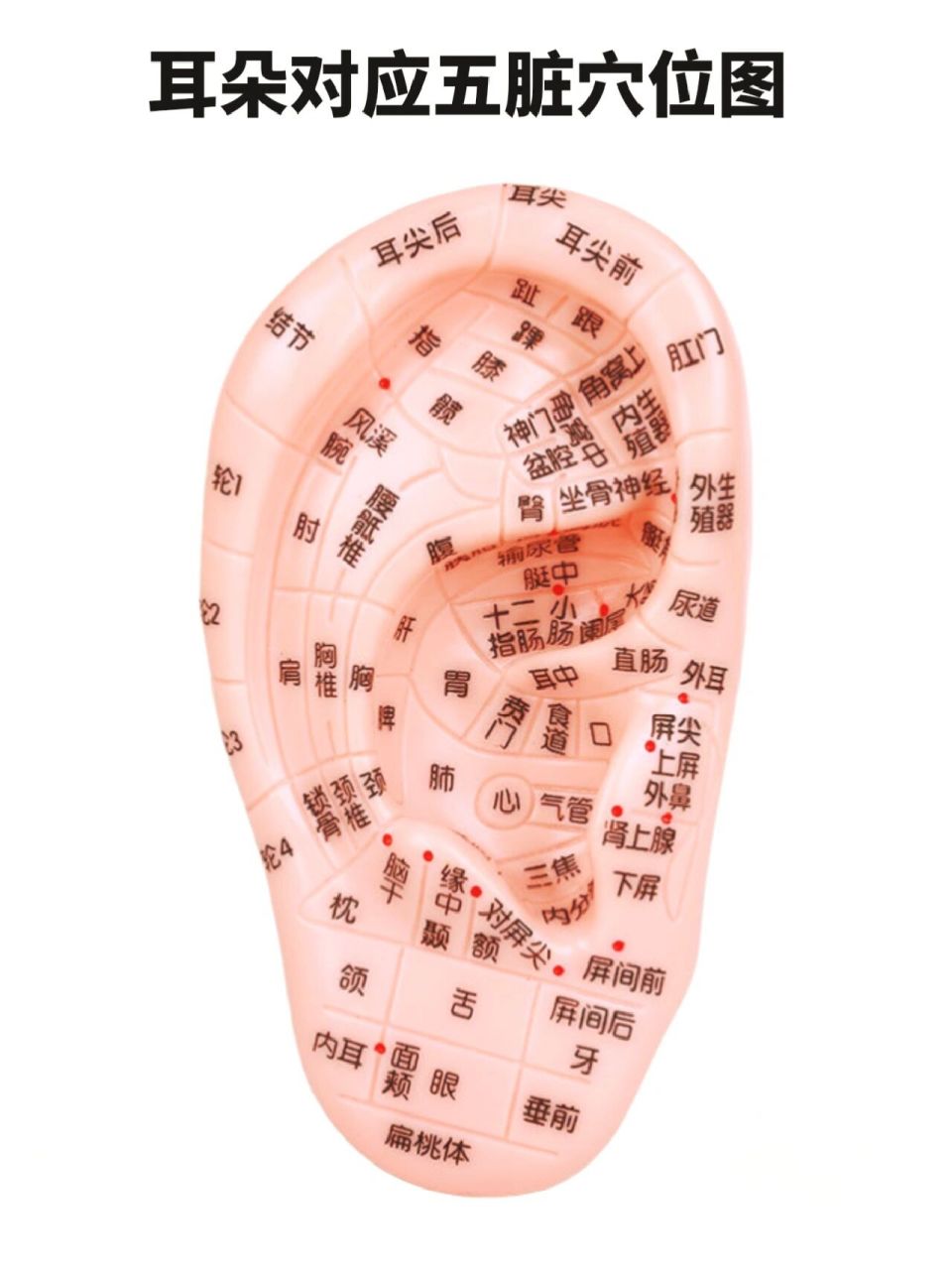 耳,所以人体某一脏腑和部位发生病变时,可通过经络反应到耳廓相应点上