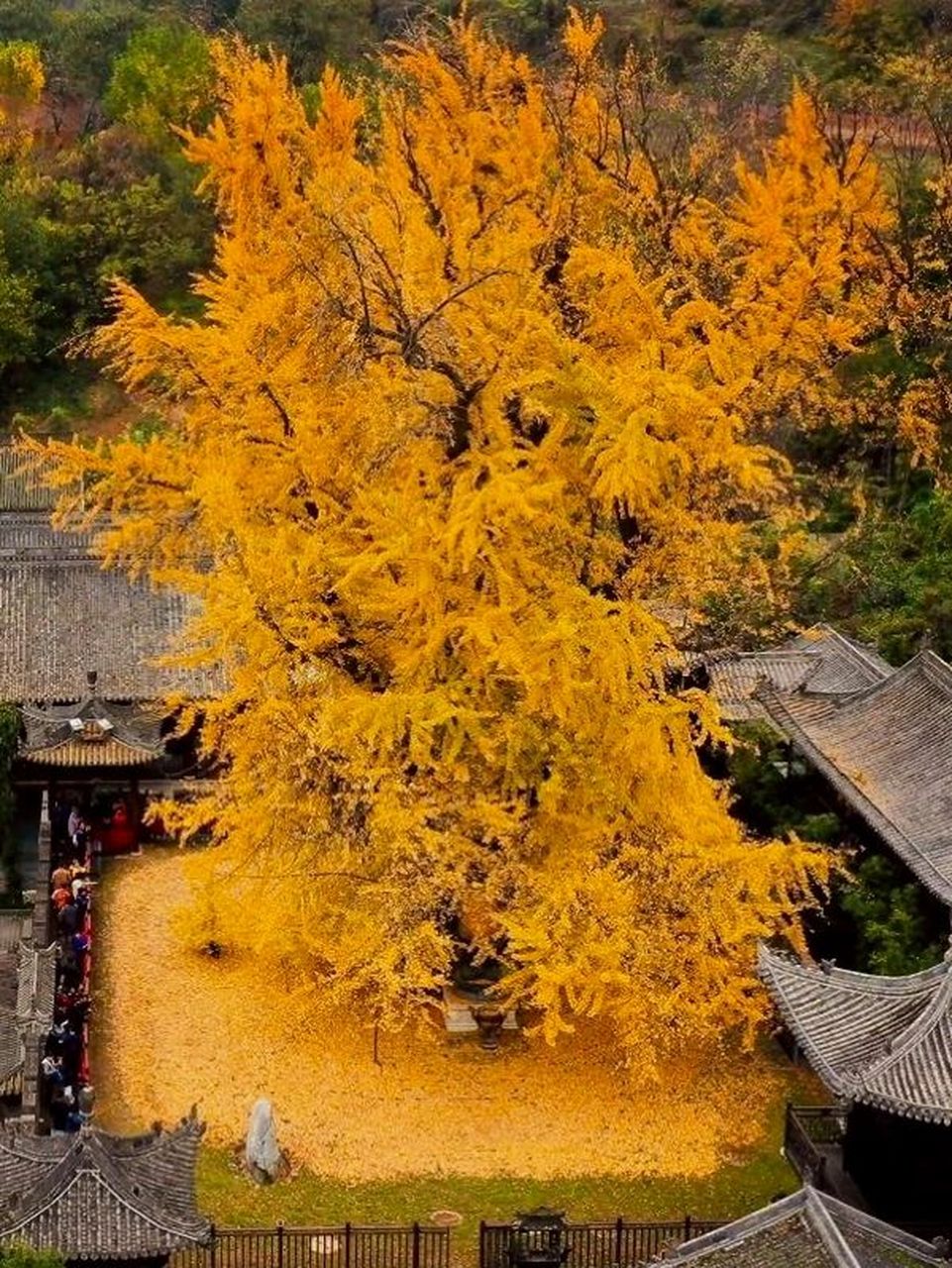 中国最大银杏树排名图片