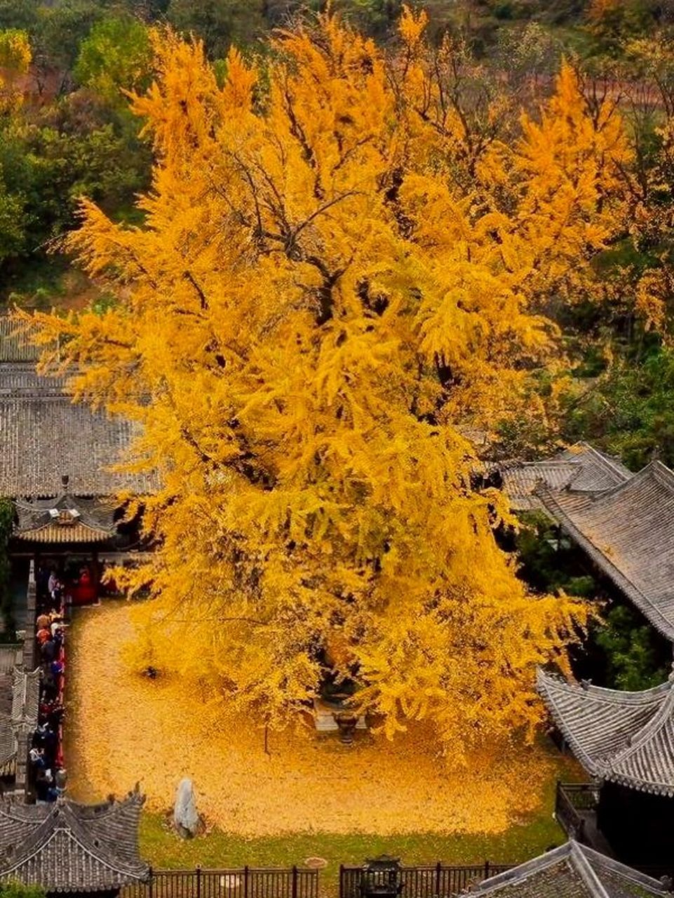 原来世界上最古老的银杏树都在中国 银杏树是中国的珍稀树种之一,素有