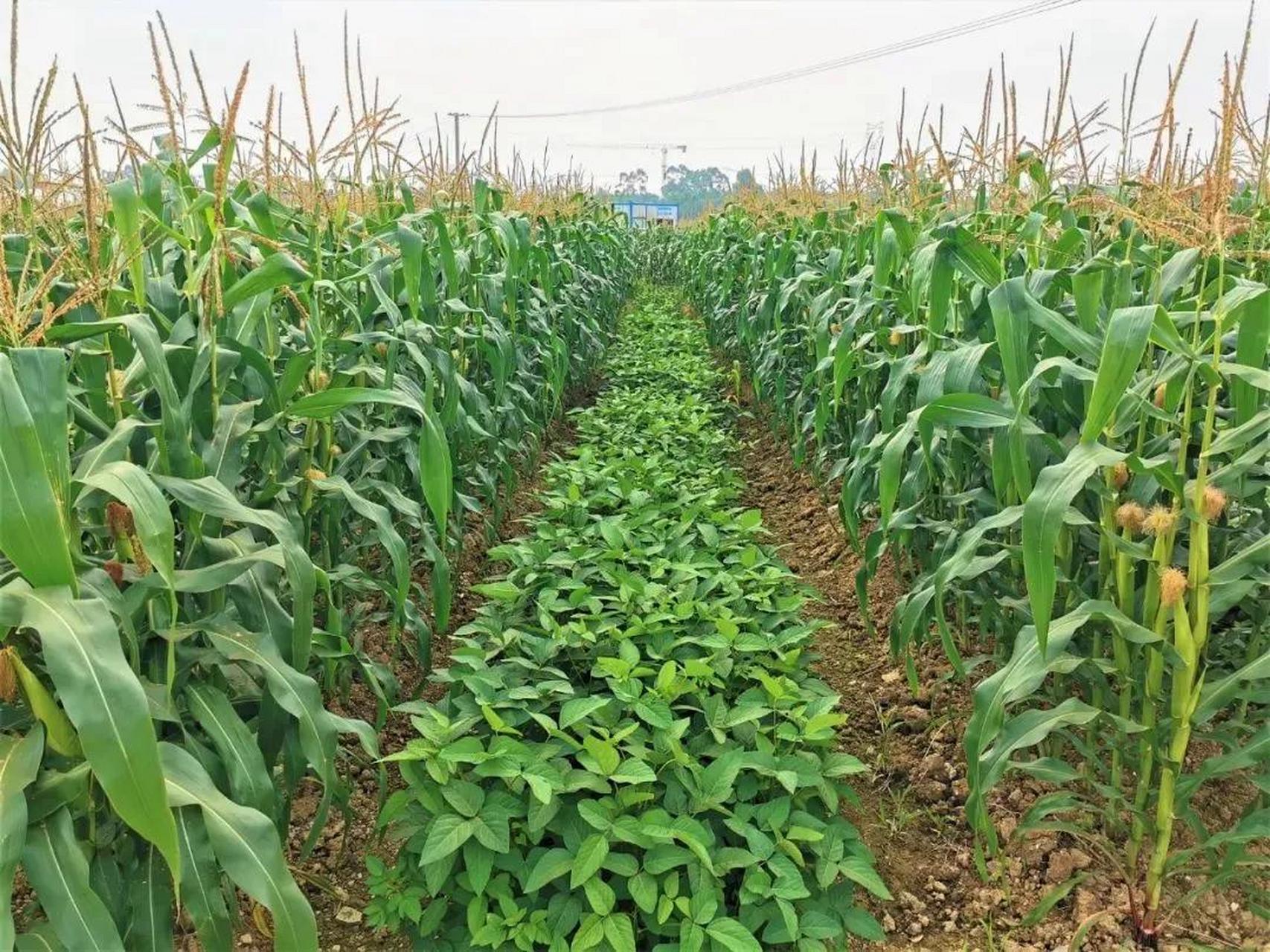 今年夏种我们村分了600亩地的黄豆玉米套种任务.