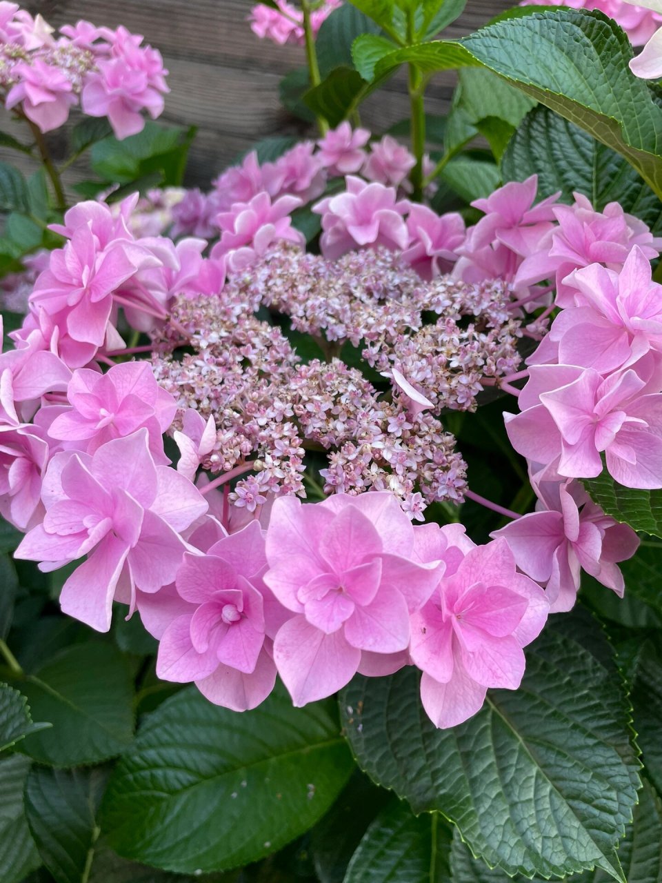 头花绣球完全可以种成一棵树 邻居两年前送的,直接种门口了,当时还不