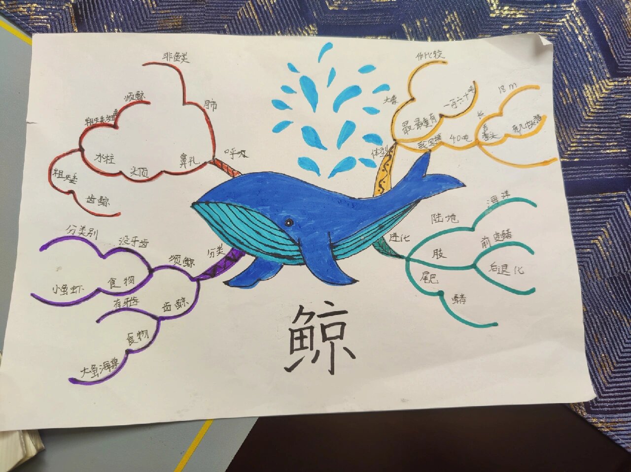 鲸-思维导图