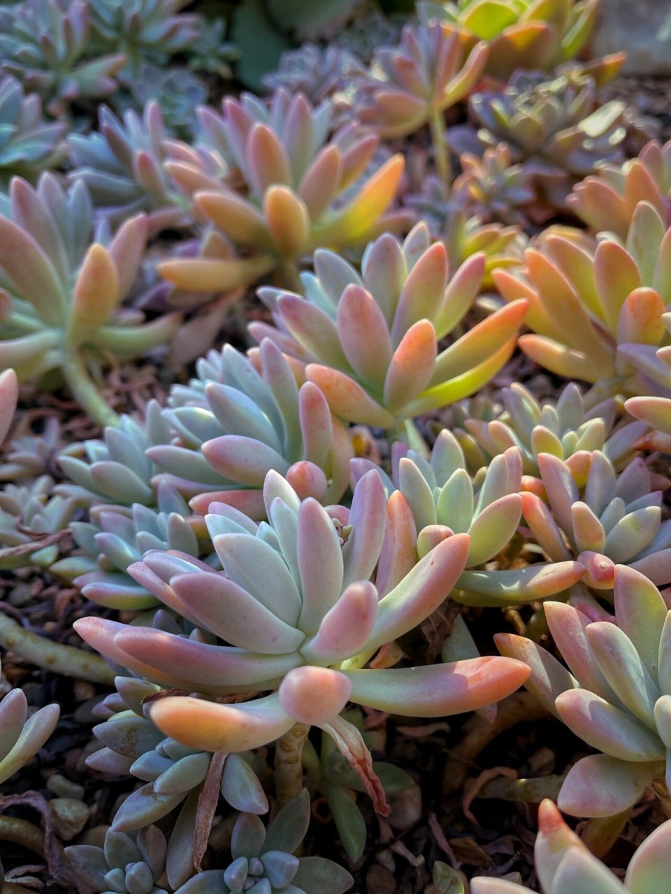 地栽多肉—秋丽(呃最好不要) tue 17 aug 2021 早上蹓跶 看到我大秋丽