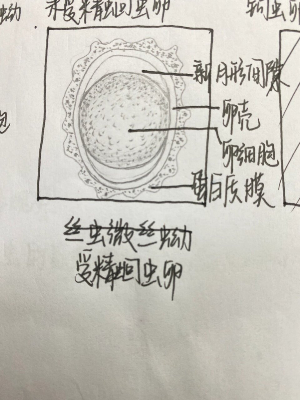 丝虫微丝蚴手绘图图片