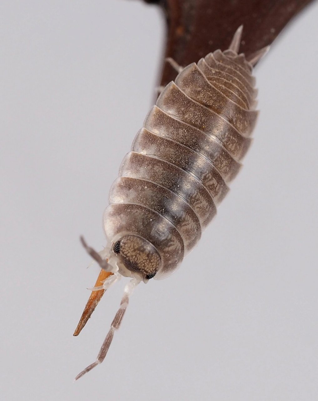 鼠妇虫怎么消灭 鼠妇虫也叫潮虫,它们通常生活在潮湿,腐殖质丰富的