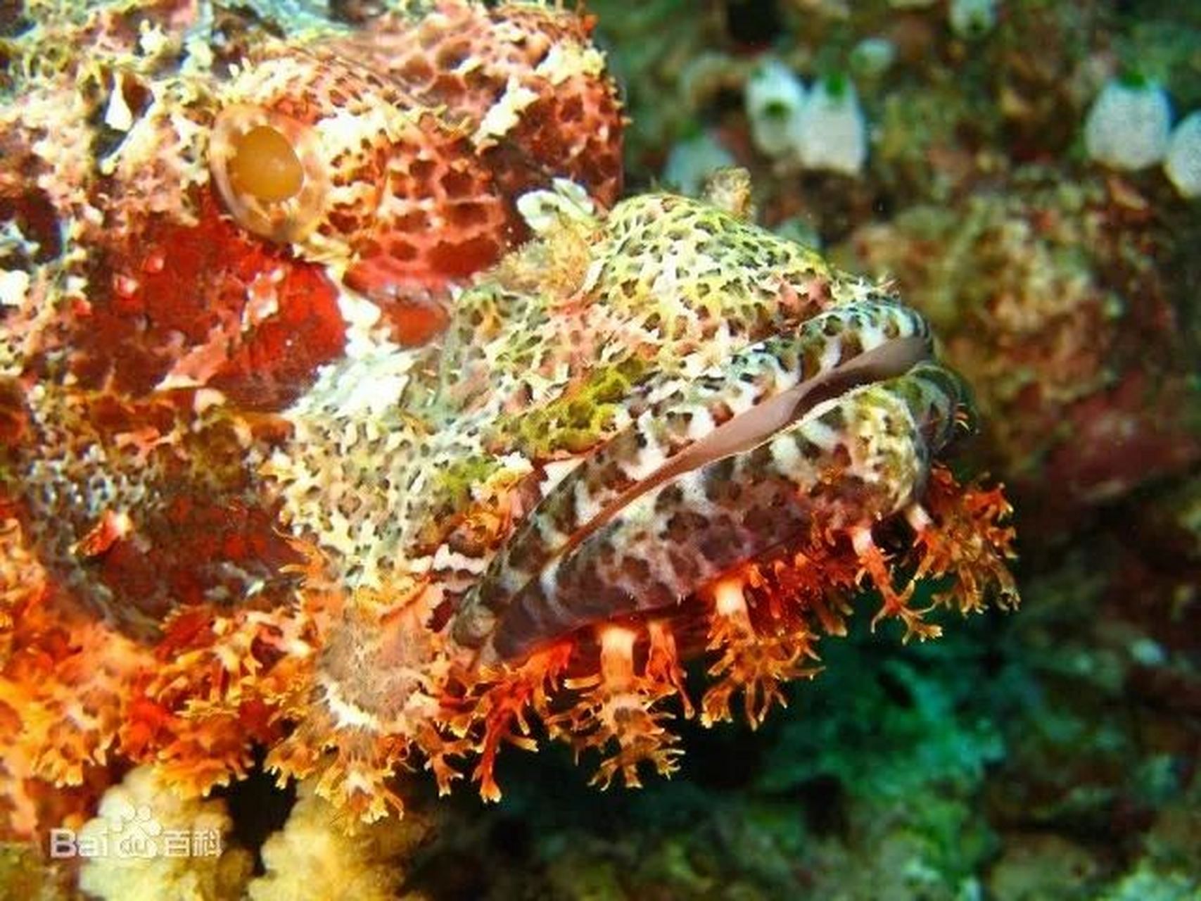 虎鱼科普】老虎鱼(石头鱼) 97【外貌特征】 石头鱼,学名为玫瑰毒鲉