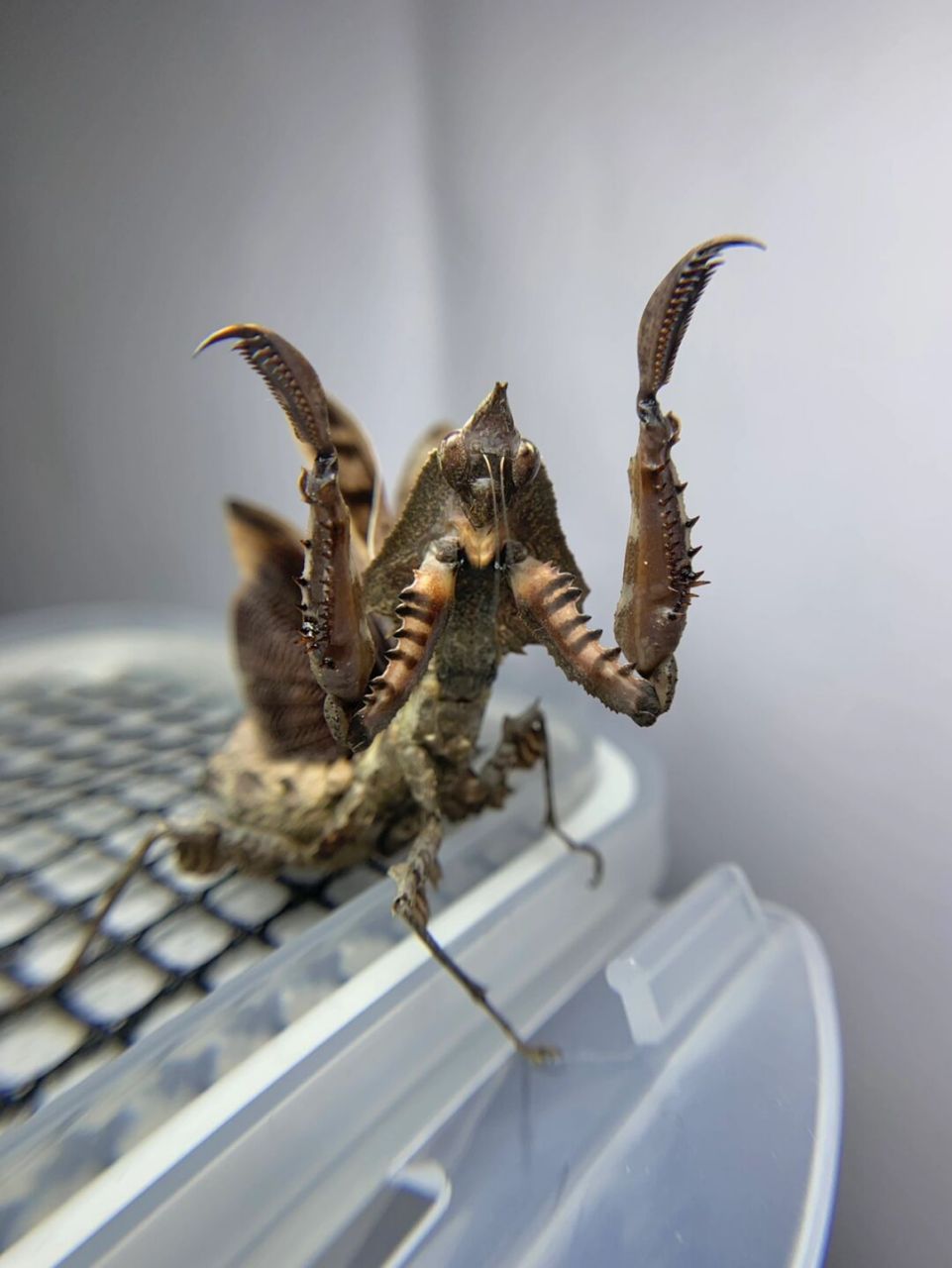 中南拟睫螳的威吓 感觉头加背板正面看起来好像刺客信条的兜帽,超级酷