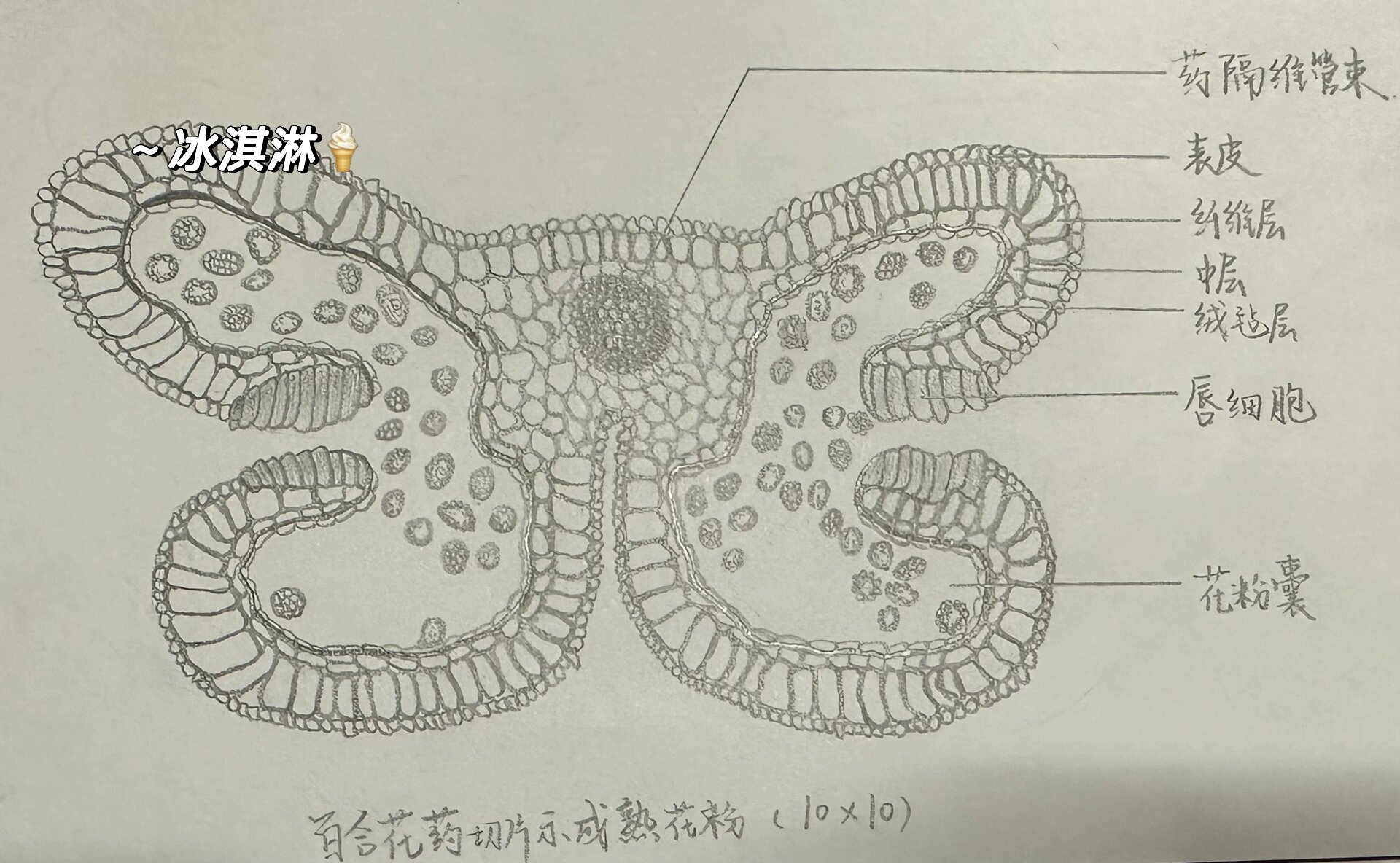 百合花药切片示成熟花粉