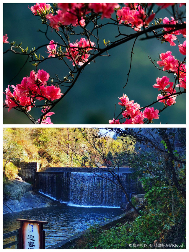 天峡杜鹃花图片