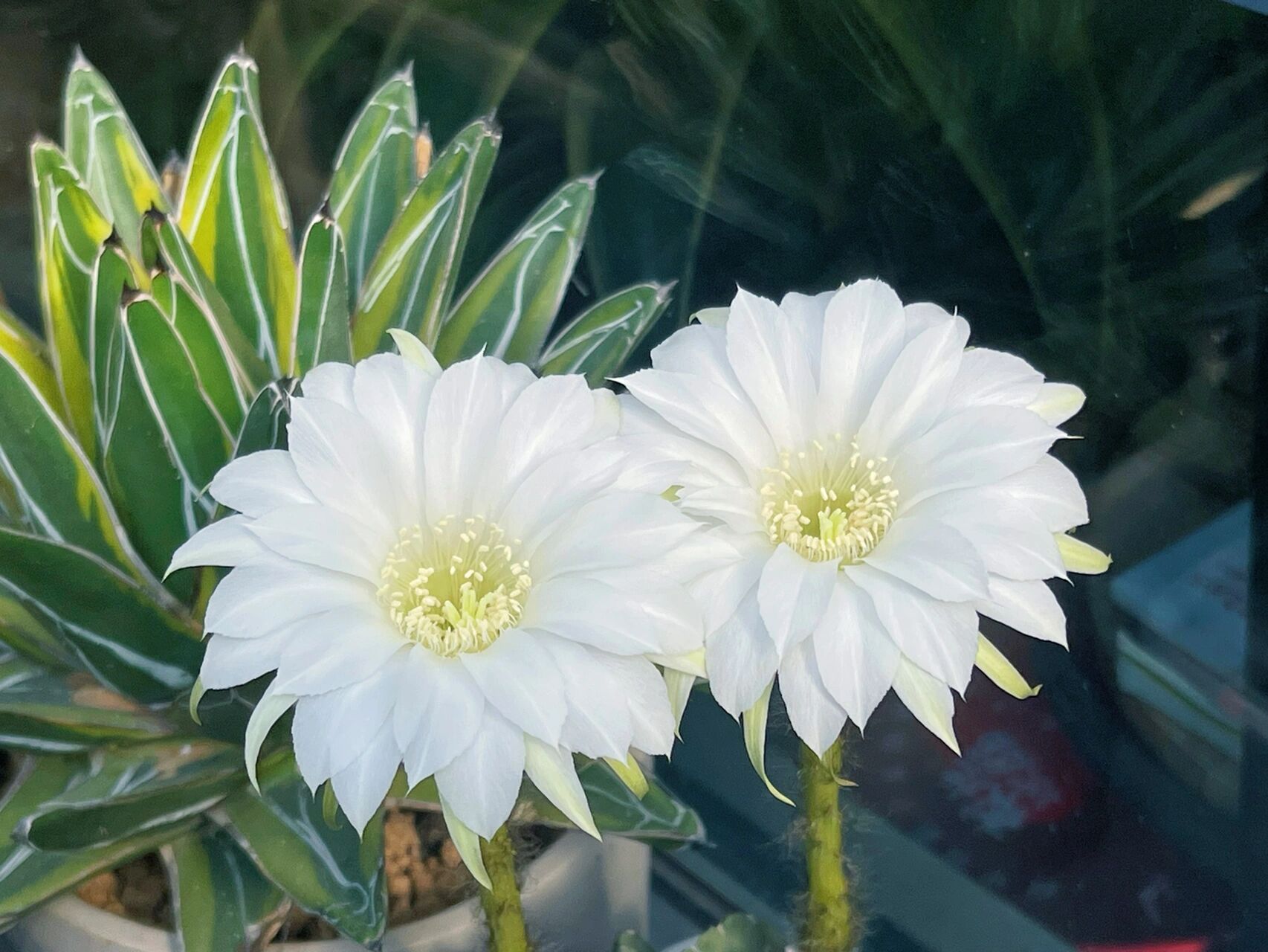 白色仙人球百看不厌