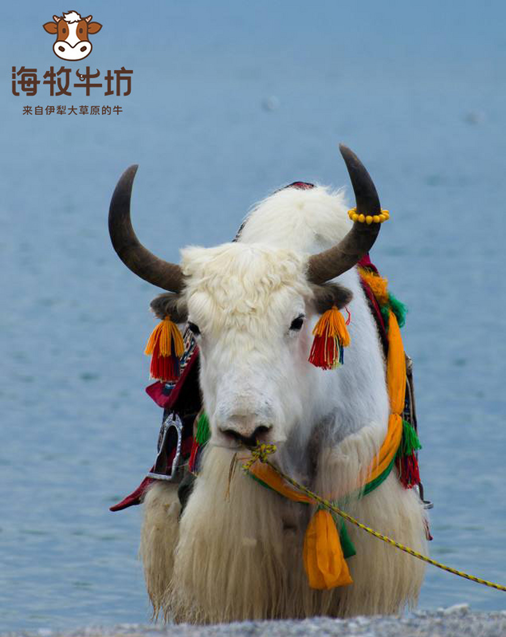 耗牛的身体特点与作用(耗牛的特征) 牦牛是西藏高寒草地上的一种特殊
