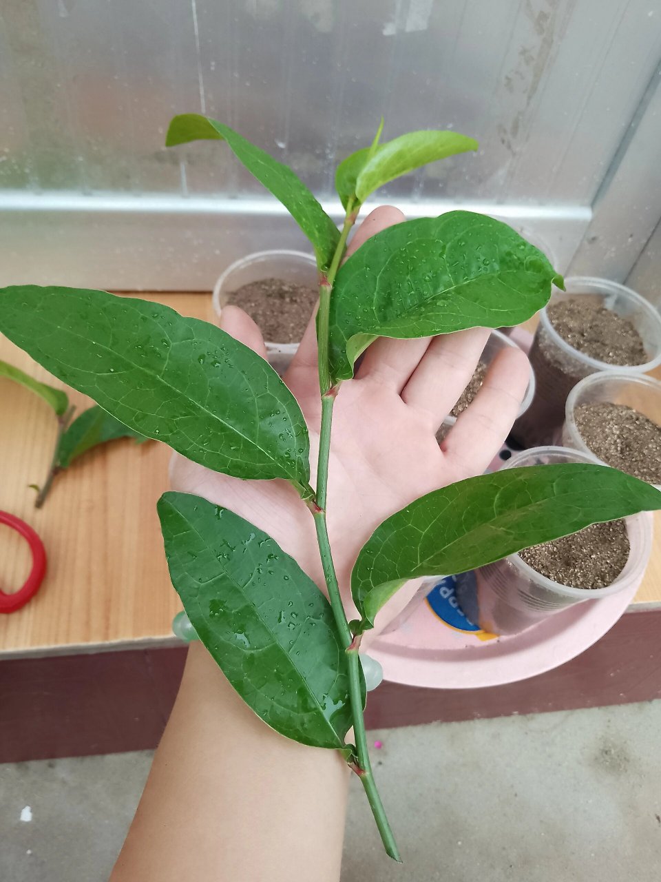 我把它重剪了,修剪的枝条没舍得丢,拿来扦插了,这次红雪花扦插,采用了