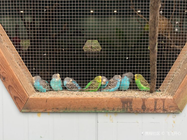 石峰公园里的宝藏-石峰动物园