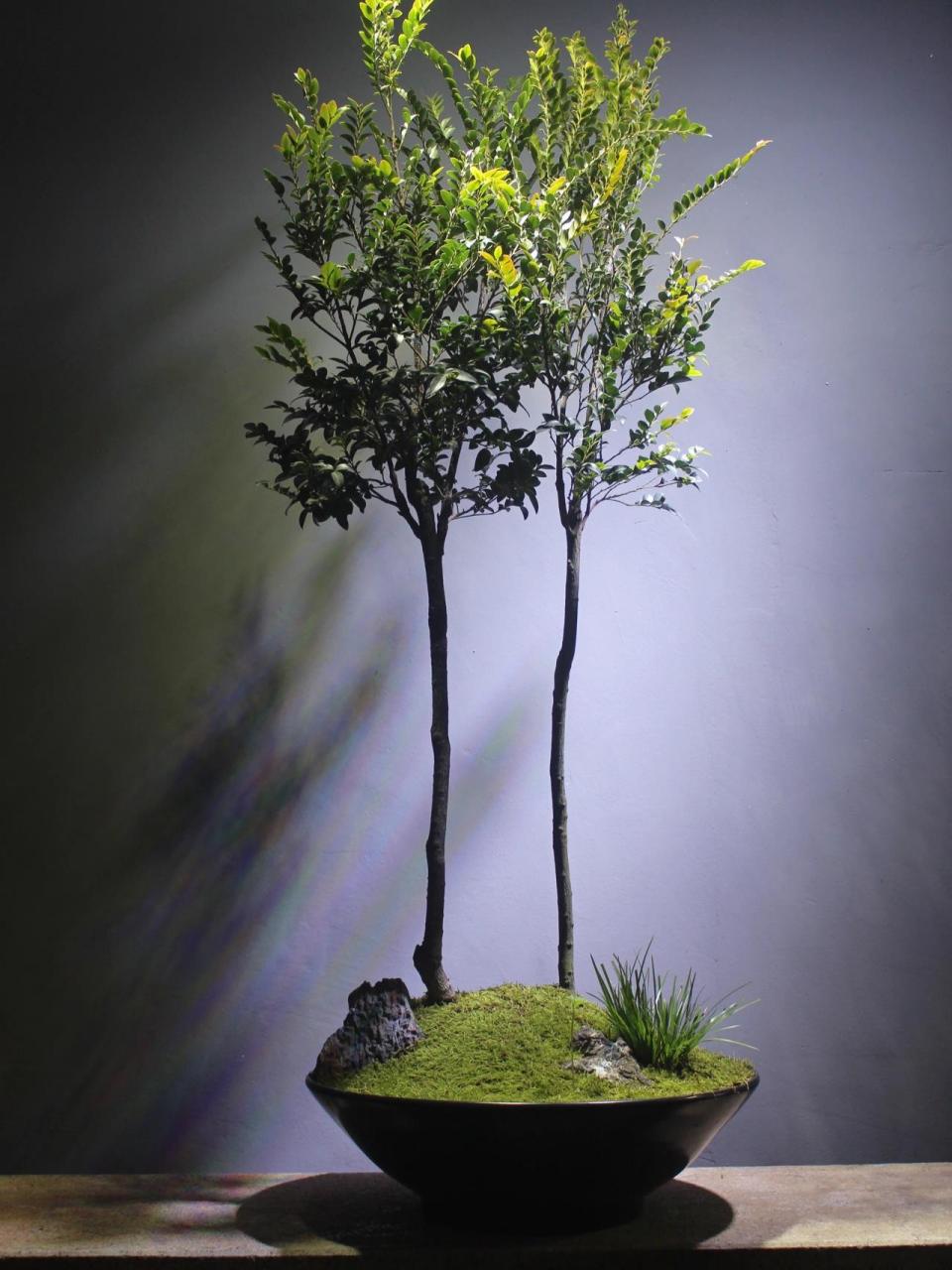 小叶紫檀 | 我最喜欢的盆栽植物之一 小叶紫檀也称檀香紫檀,生长速度