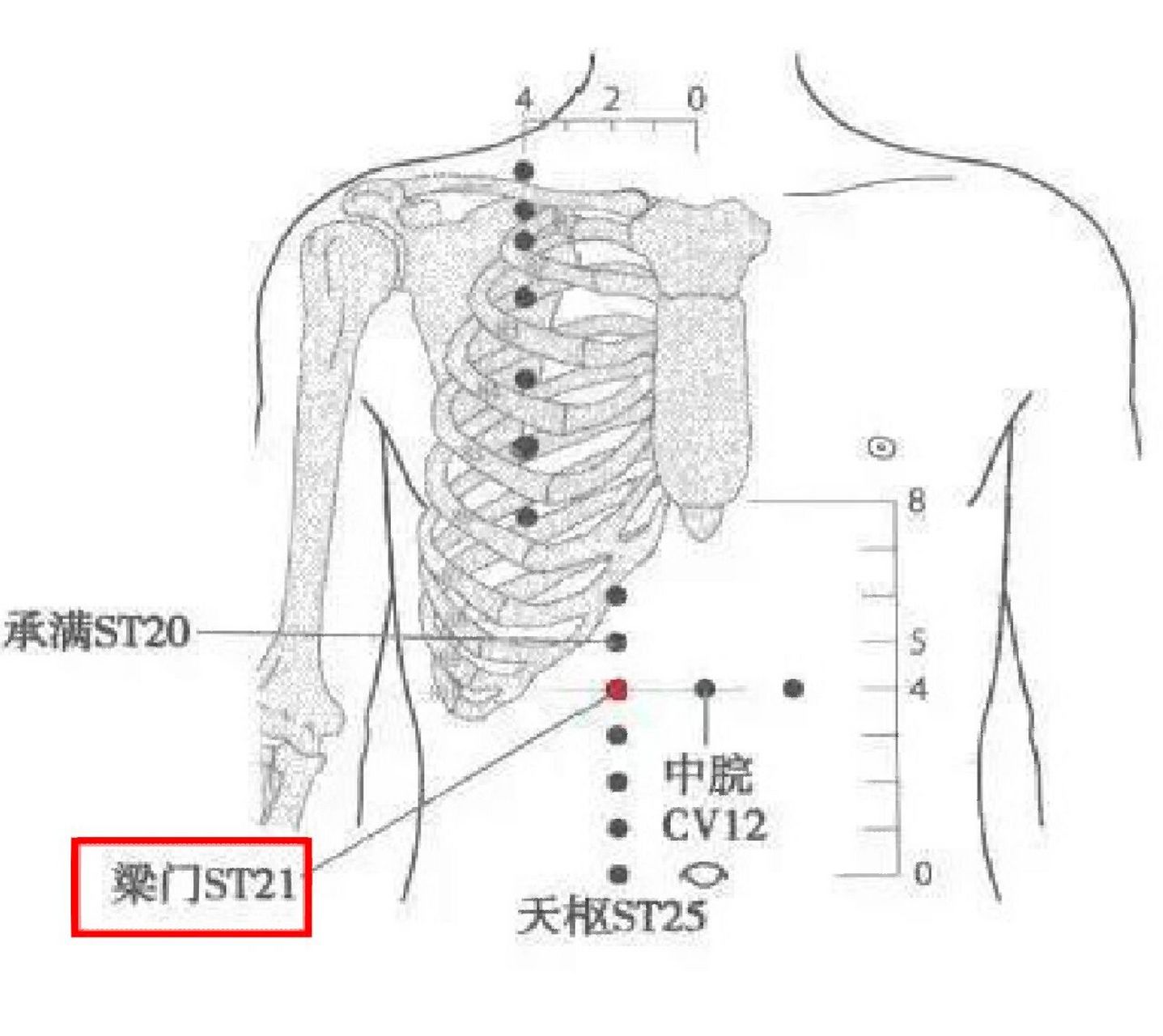yi力 定位:梁门穴位于剑突跟肚脐两者之间的正中点,再旁开两寸的位置