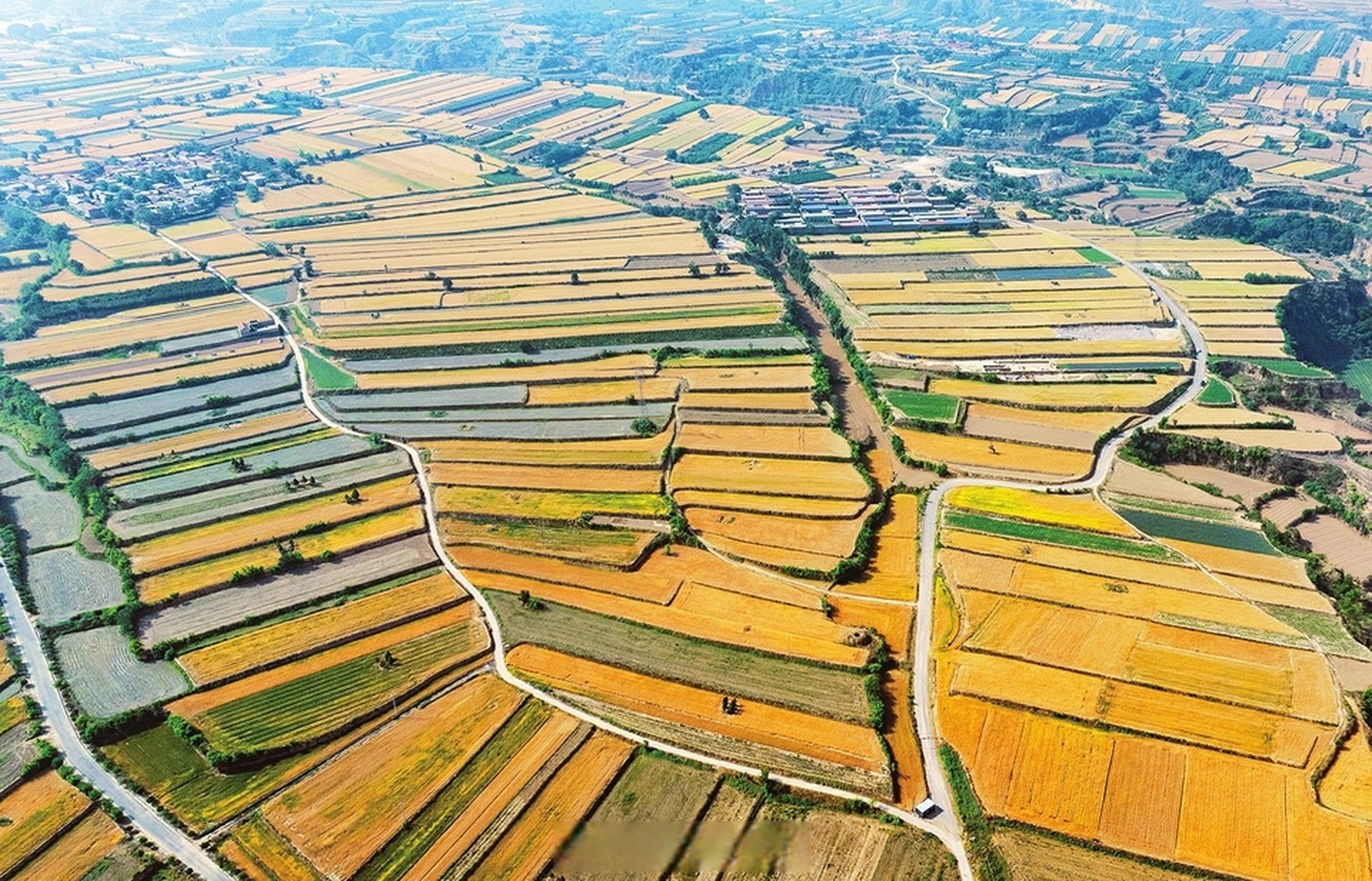 【麦穗渐黄 丰收在望】5月22日,襄汾县陶寺乡陶寺村,一望无际的麦田里