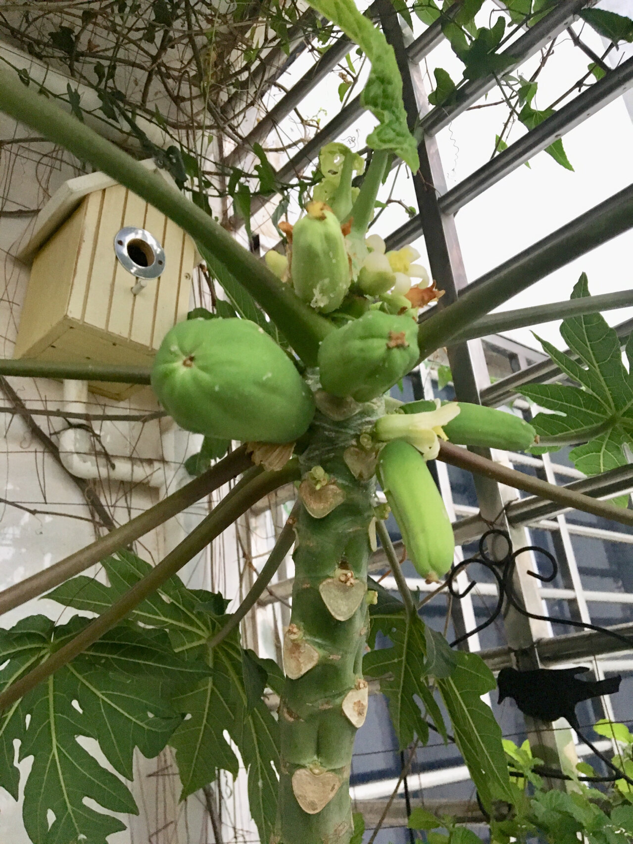 这次要矮化处理试试看.