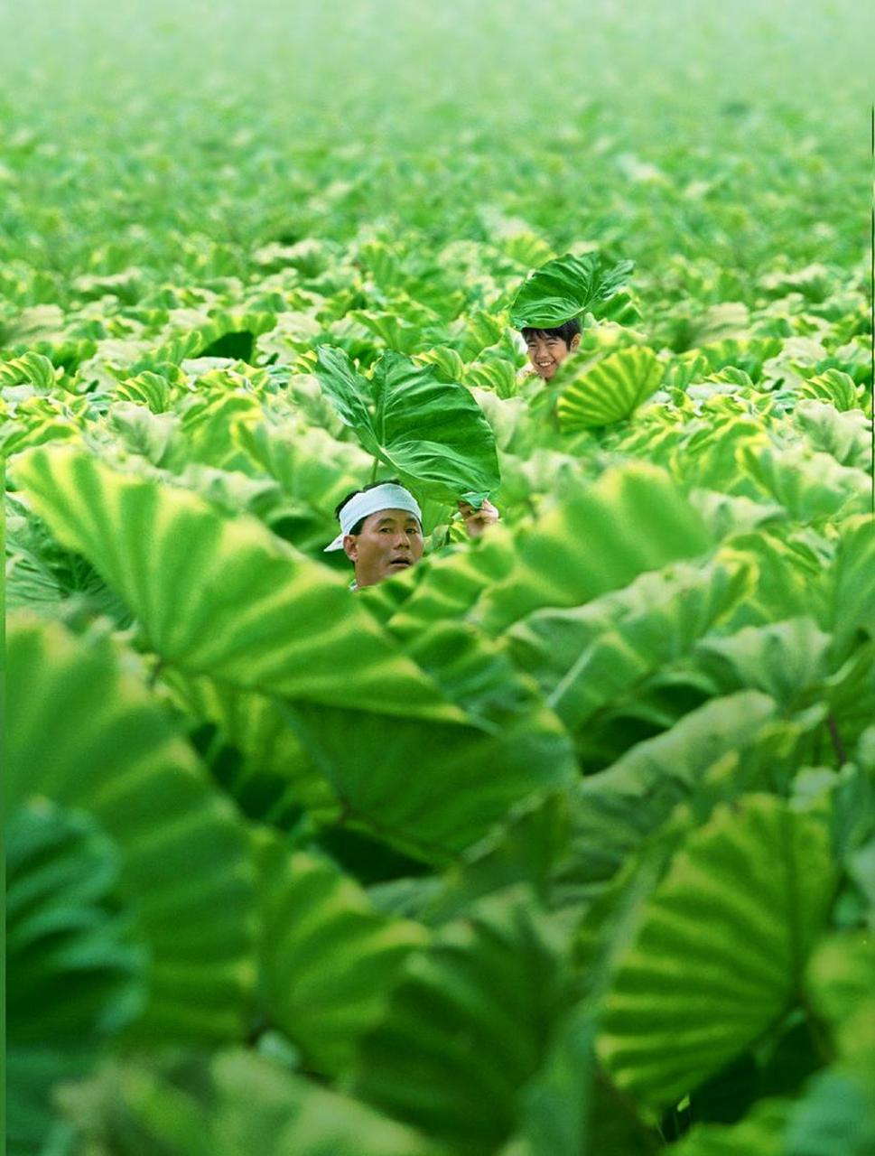充满夏日气息的电影《菊次郎的夏天》向日葵,海滩,久石让的旋律和