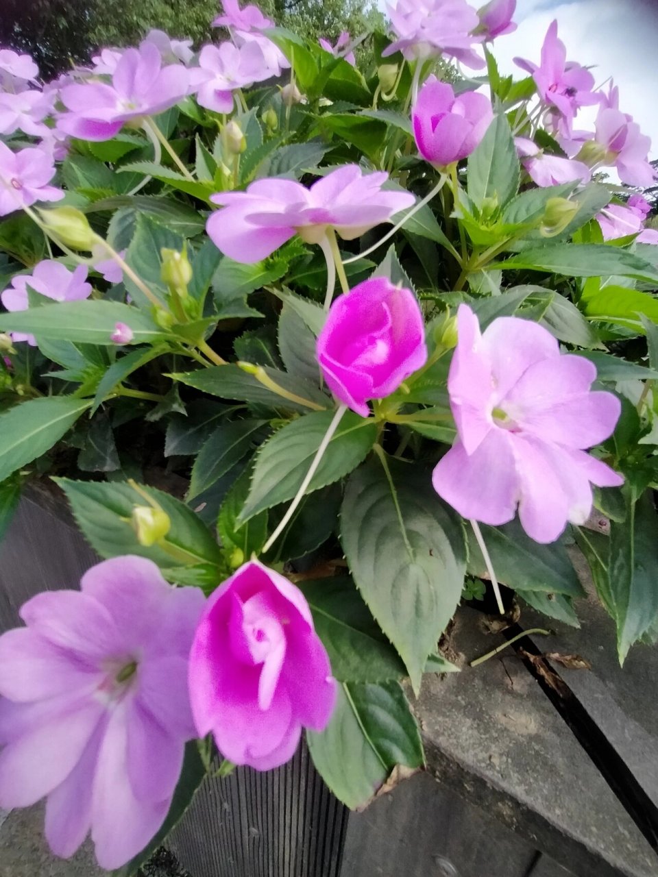 苏丹凤仙花 今天拍了一组娇嫩可爱的花,苏丹凤仙花,花语就是娇嫩可爱.