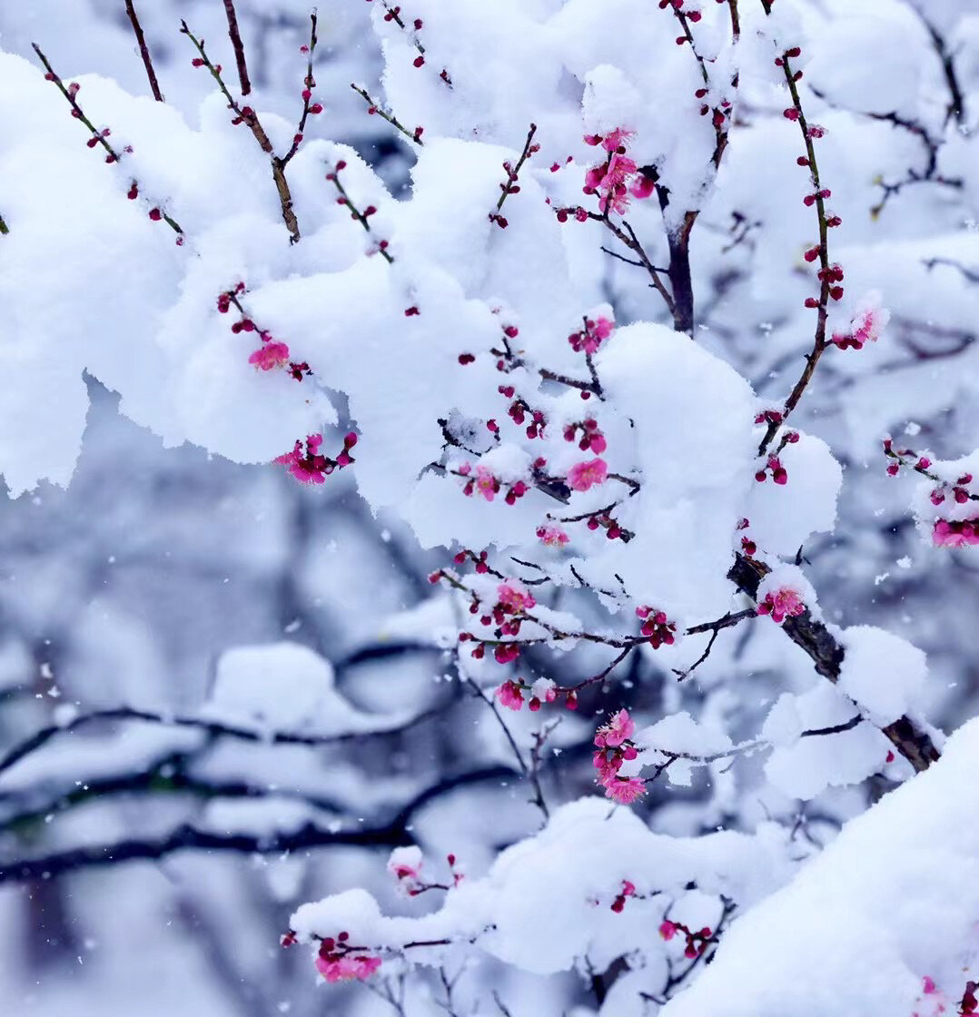 冬天的雪梅图片高清图片