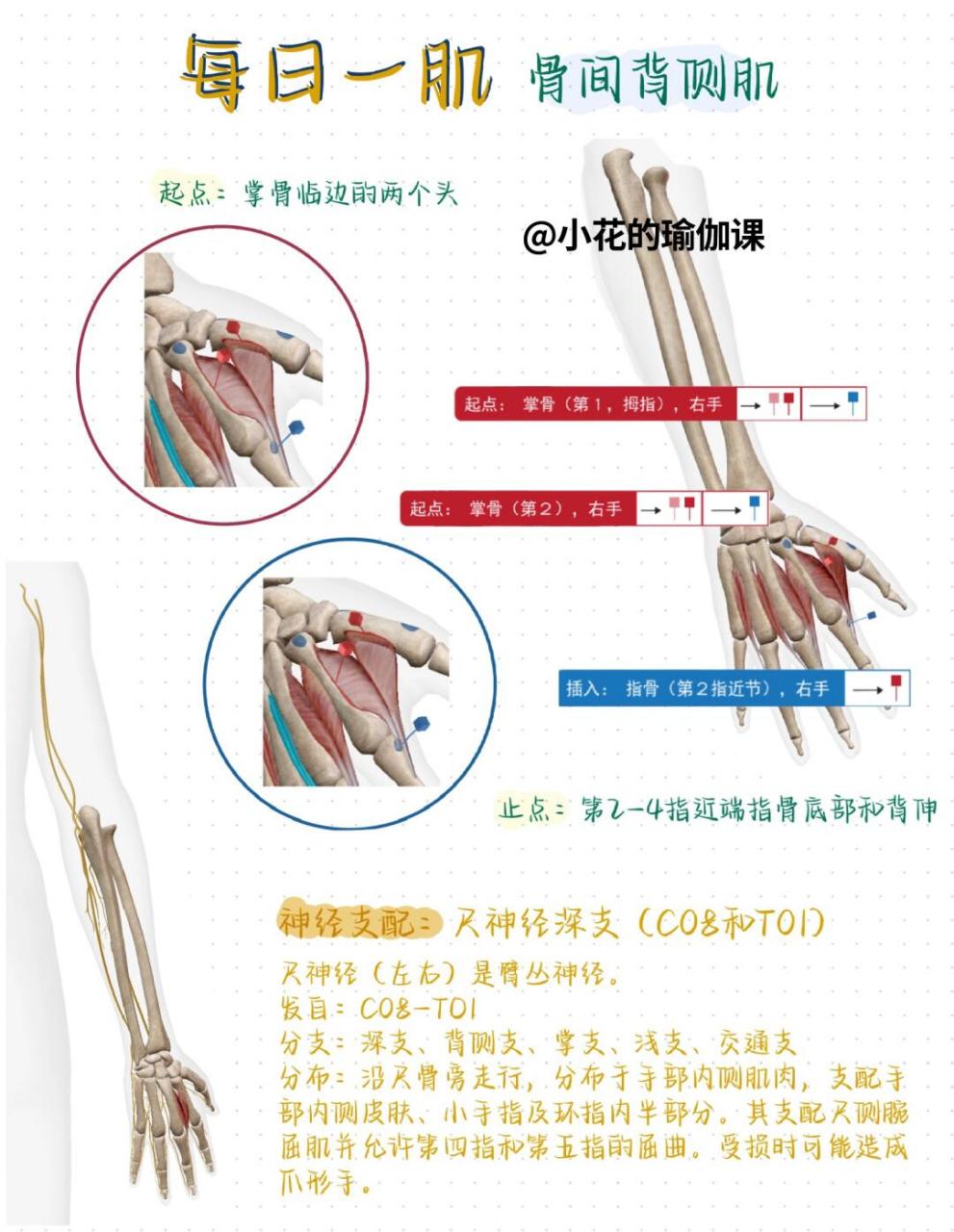 94我又来更新肌肉篇了,跟我一起学肌肉吧 每日一肌 【骨间背侧肌】