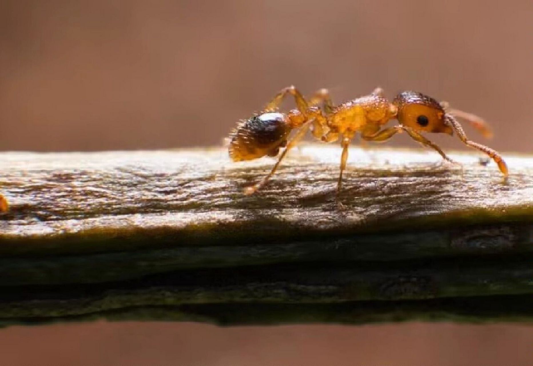 家里有微型小黄蚂蚁的原因 小黄家蚁属的一种蚂蚁,也是家庭比较常见的