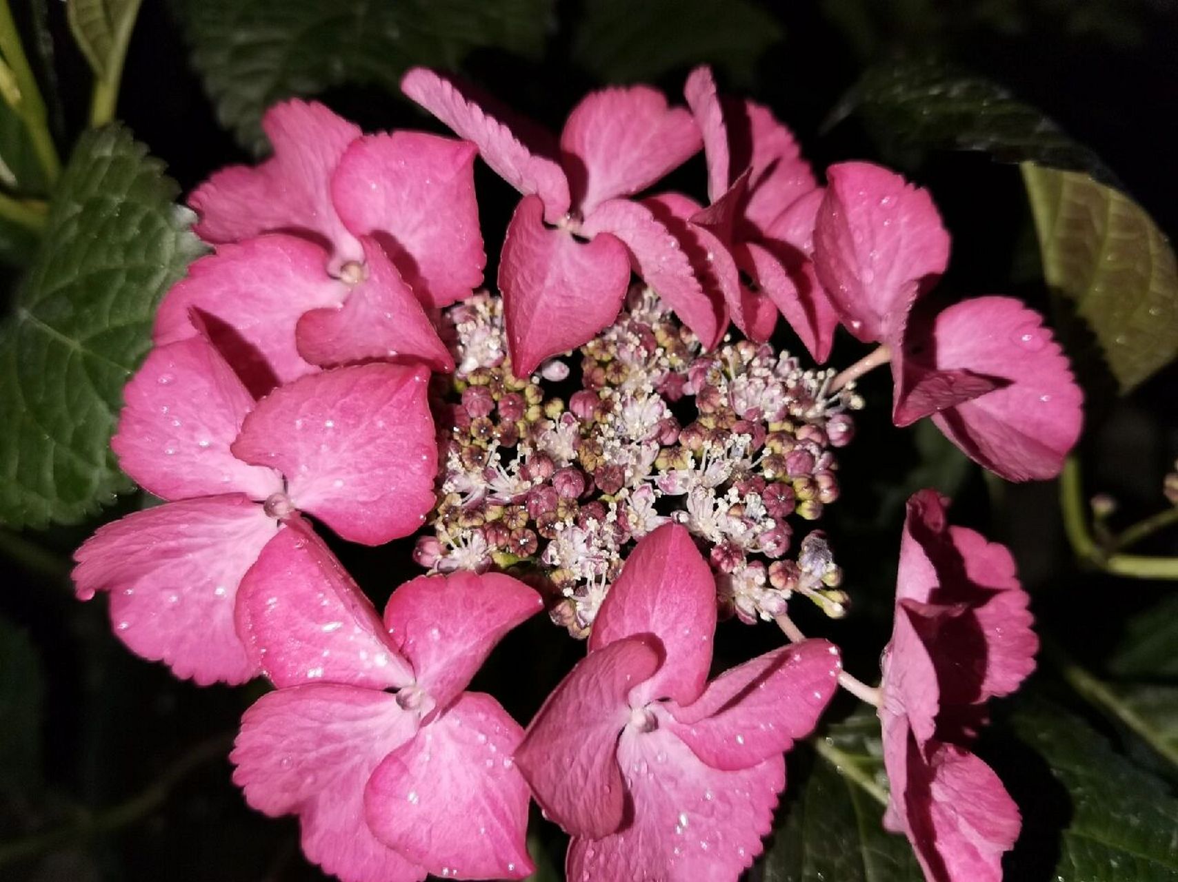 冷门绣球|暗夜天使/黑天使 之前在海妈家