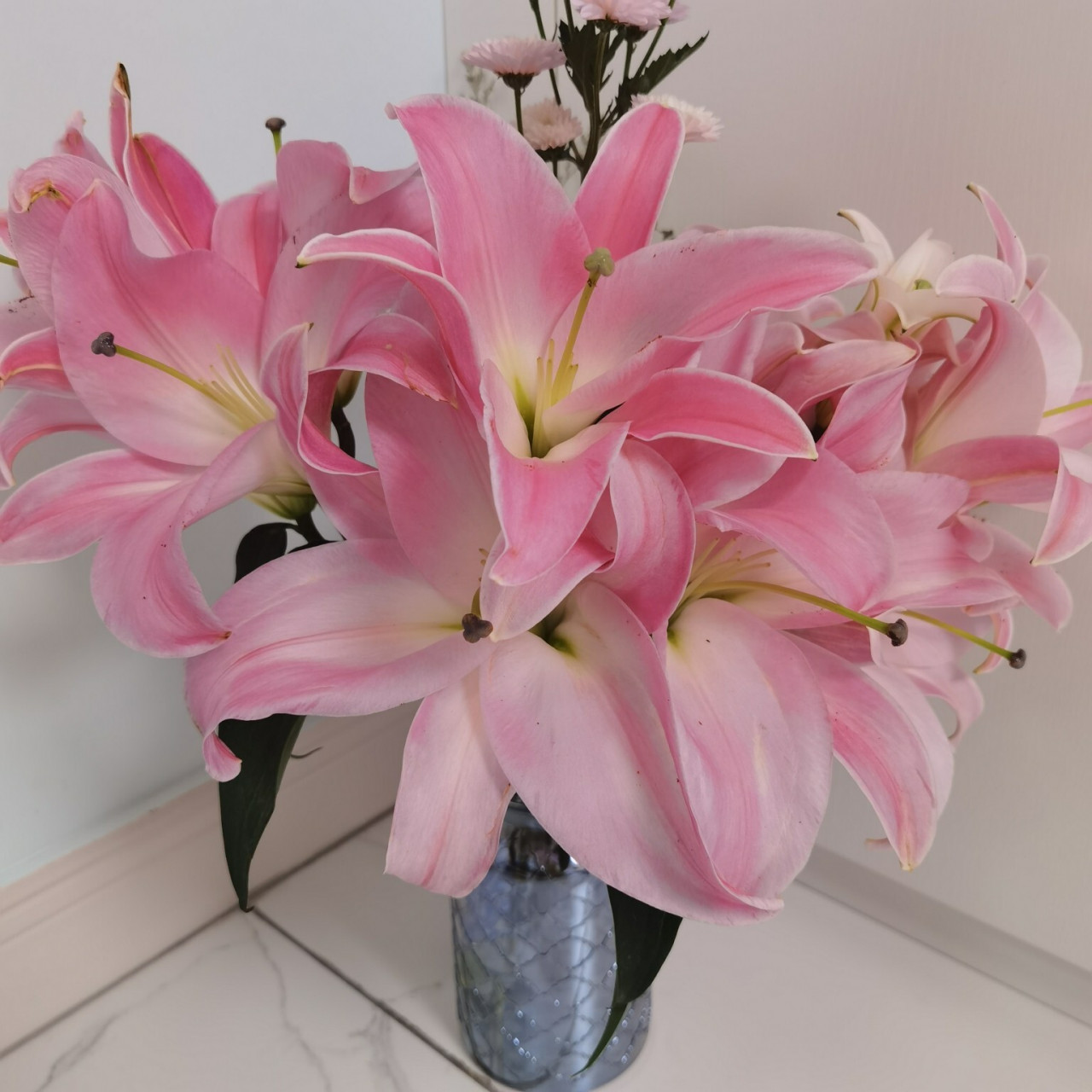 星光百合-大花多头 星光百合 粉粉嫩嫩特别少女的一款清香型百合