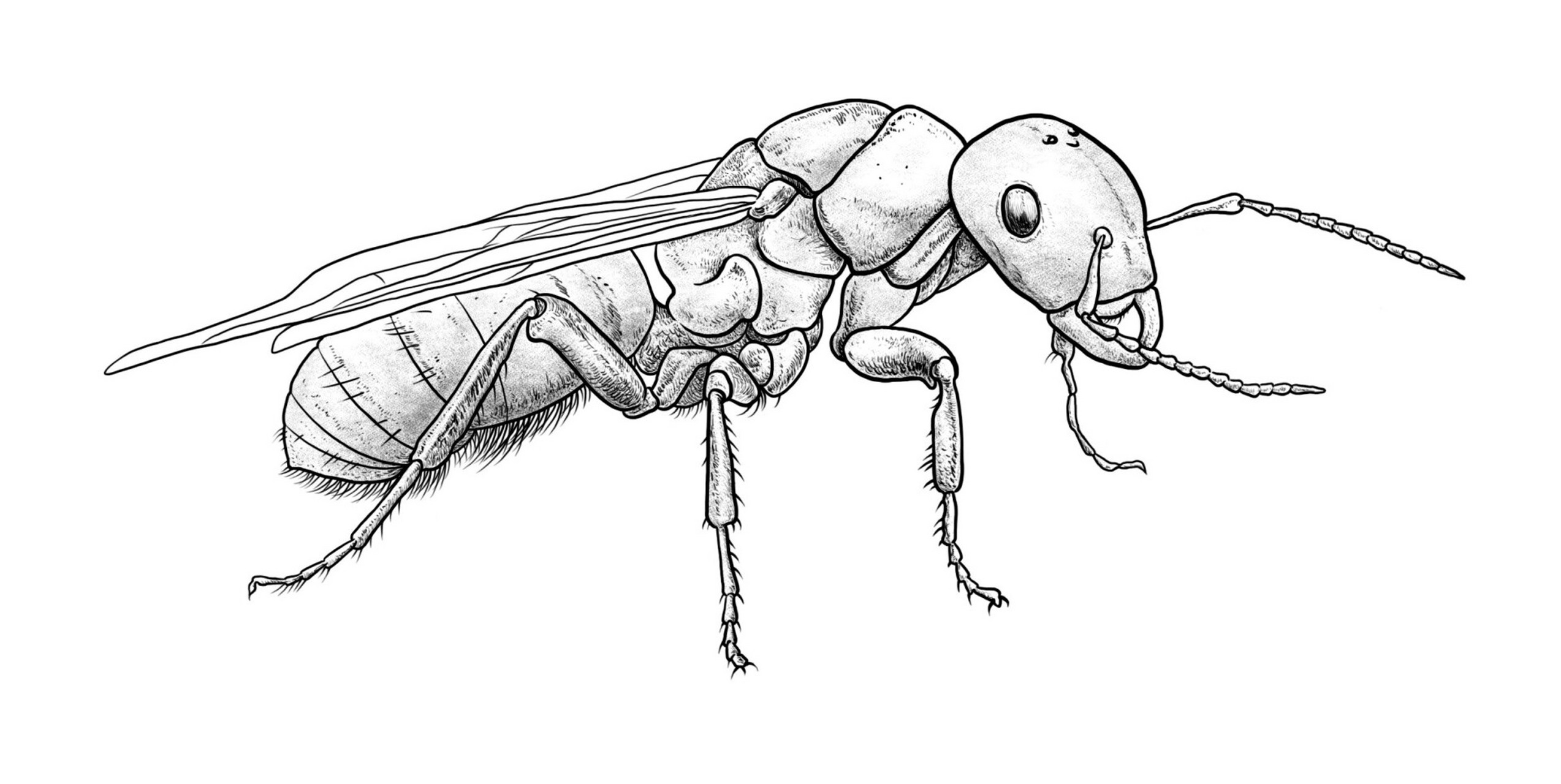 昆虫记里的昆虫图画图片