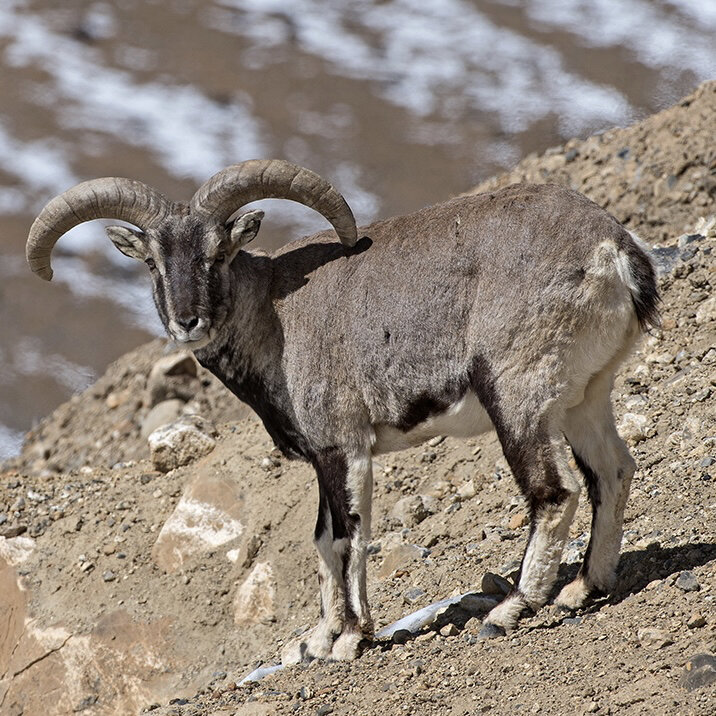 bharal 岩羊 也称为 blue sheep 蓝羊/青羊,是 pseudois 岩羊属动物的