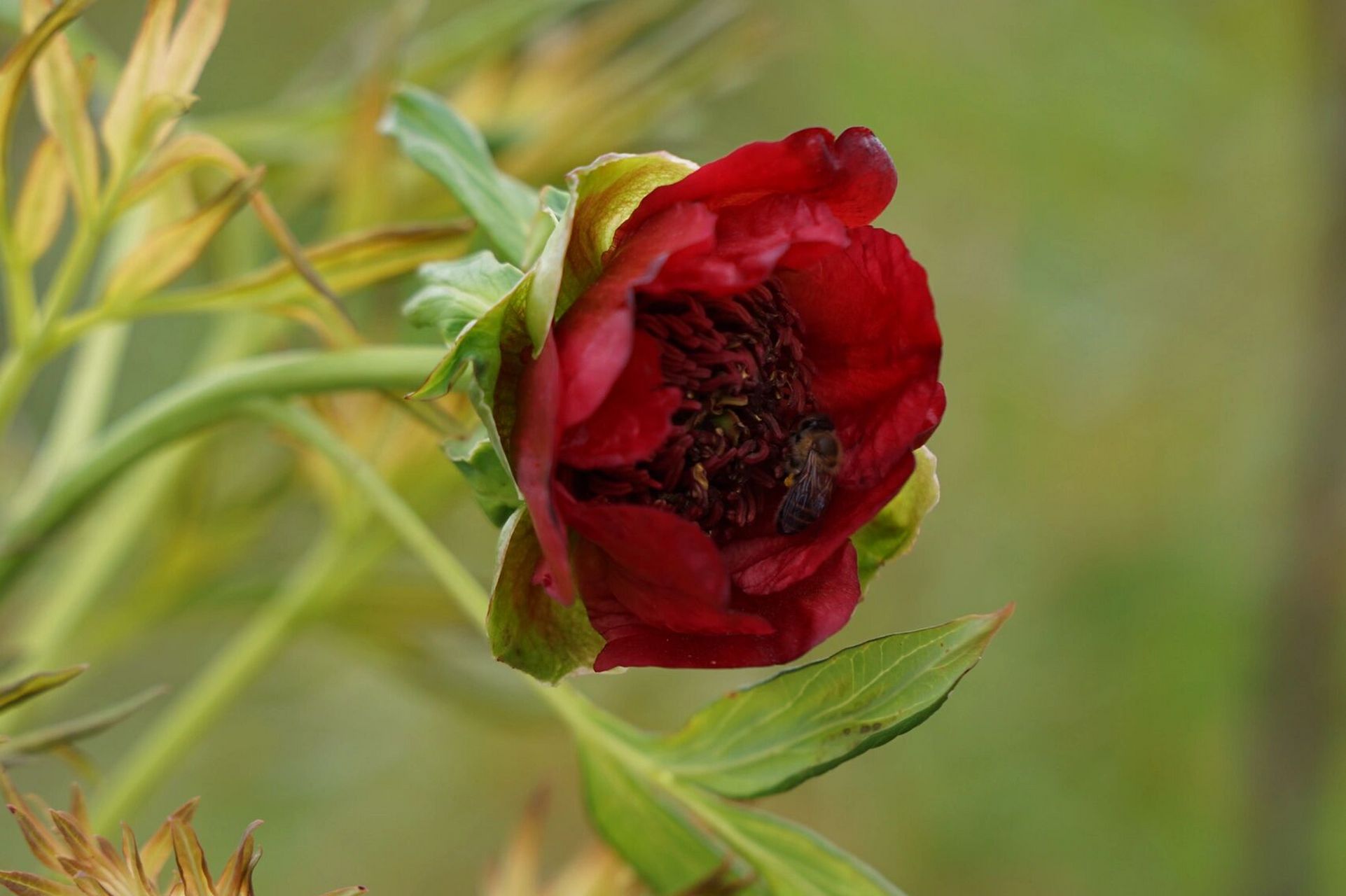 滇牡丹(说是药用价值更高) 人间四月天