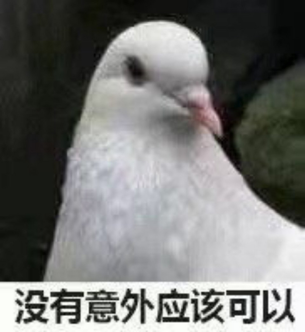 表情包|放鸽子的表情包笑skr人 太适合我这种鸽王俱乐部金牌会员了