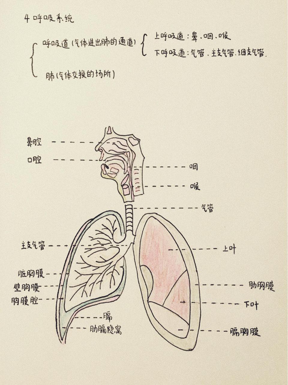 人体呼吸系统简单图片