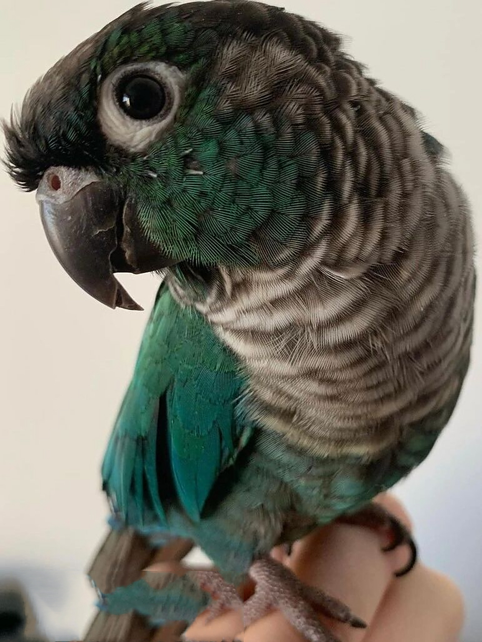 蓝化绿颊小太阳 细节图分享