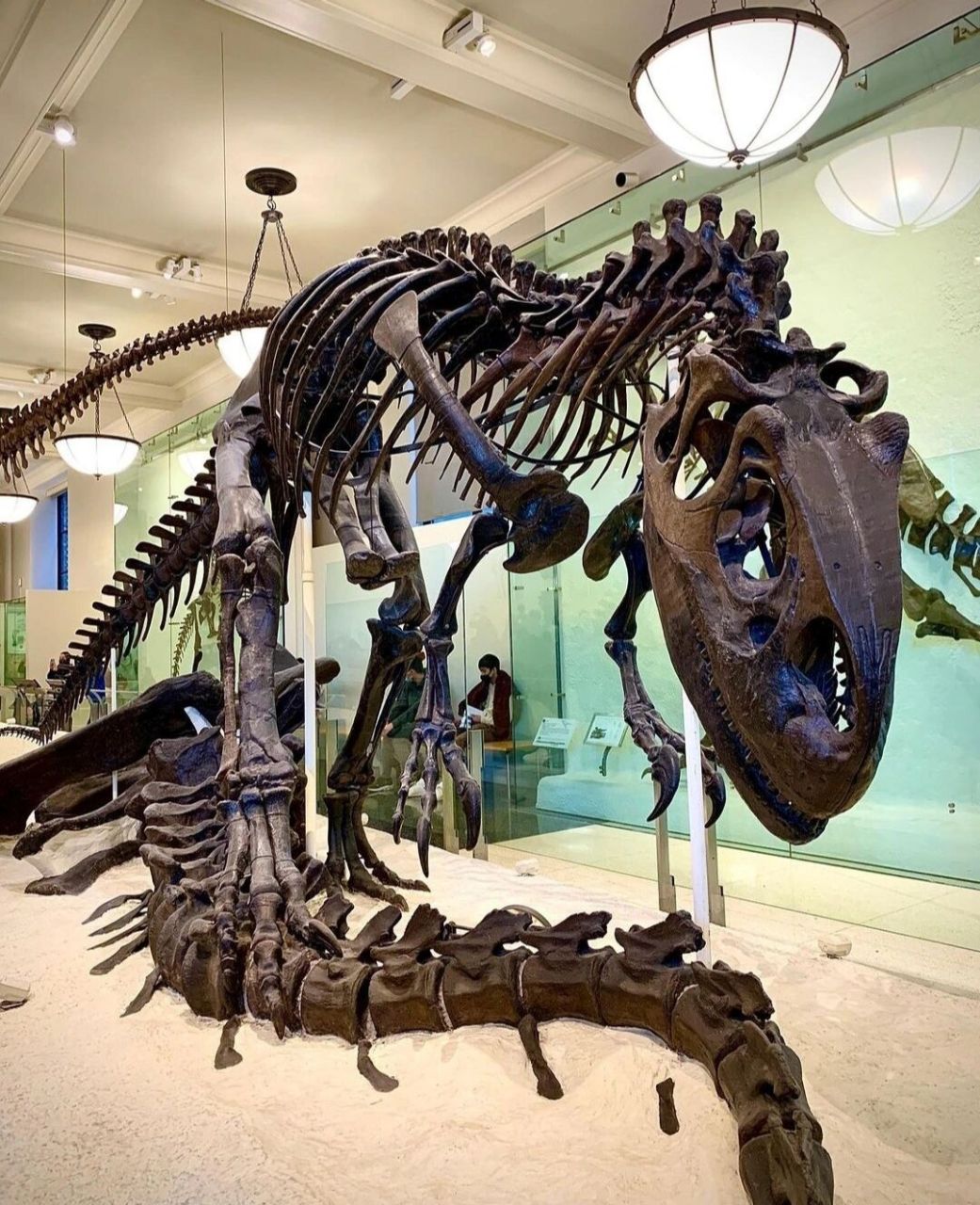 漂亮的恐龙化石  科普红人打造计划