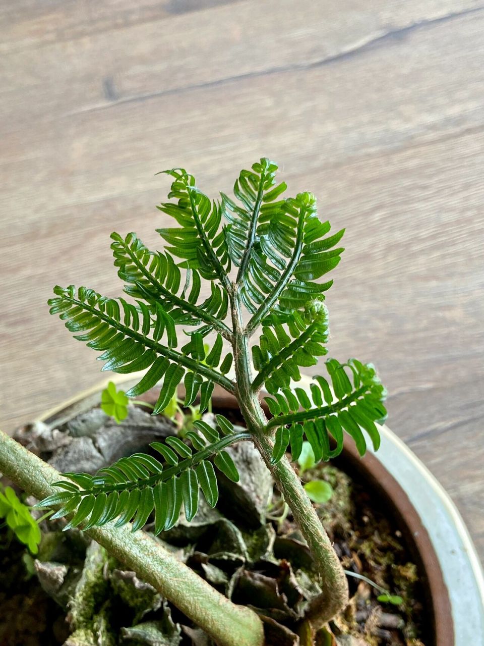 绿植推荐 观音莲坐蕨