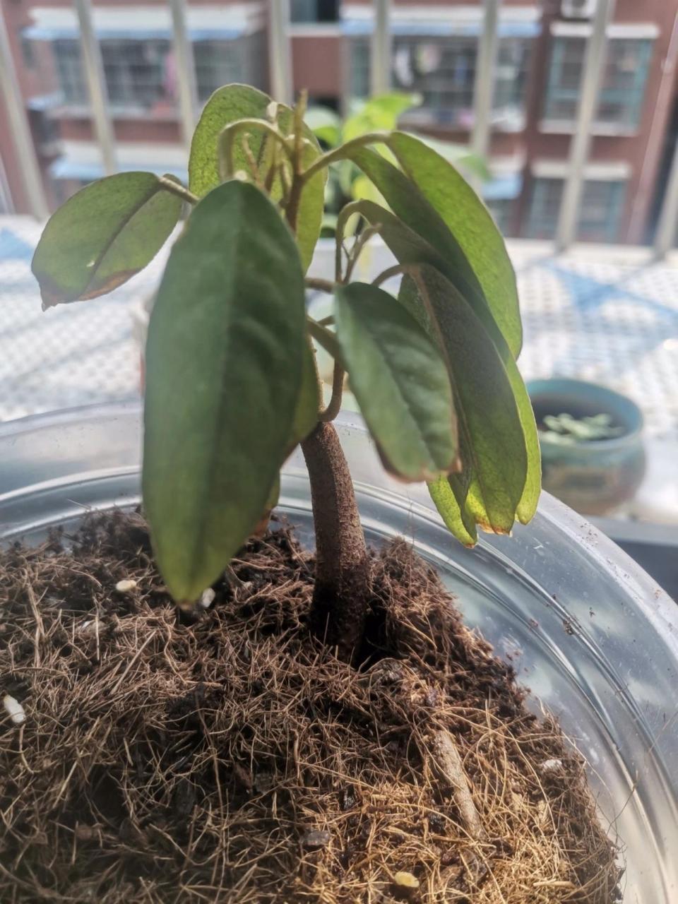 儿子悉心照料的榴莲长成小小树苗啦!