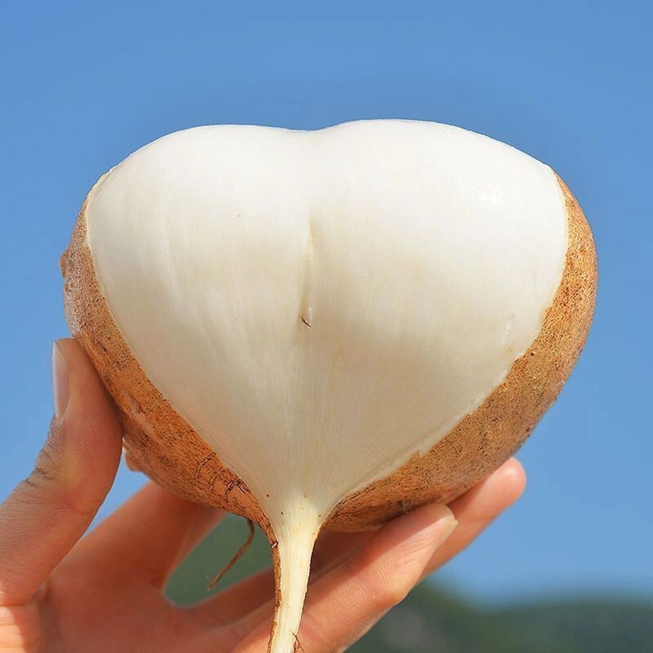 地萝卜,又脆又甜