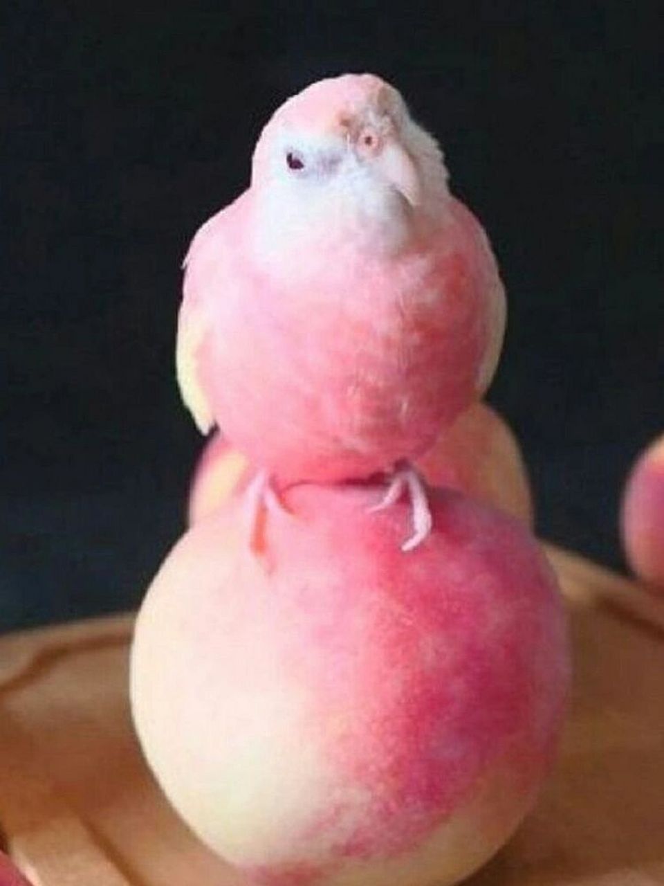 好可爱的水蜜桃鹦鹉呀🥹 水蜜桃鹦鹉原称为伯克氏草原鹦鹉,是一种常