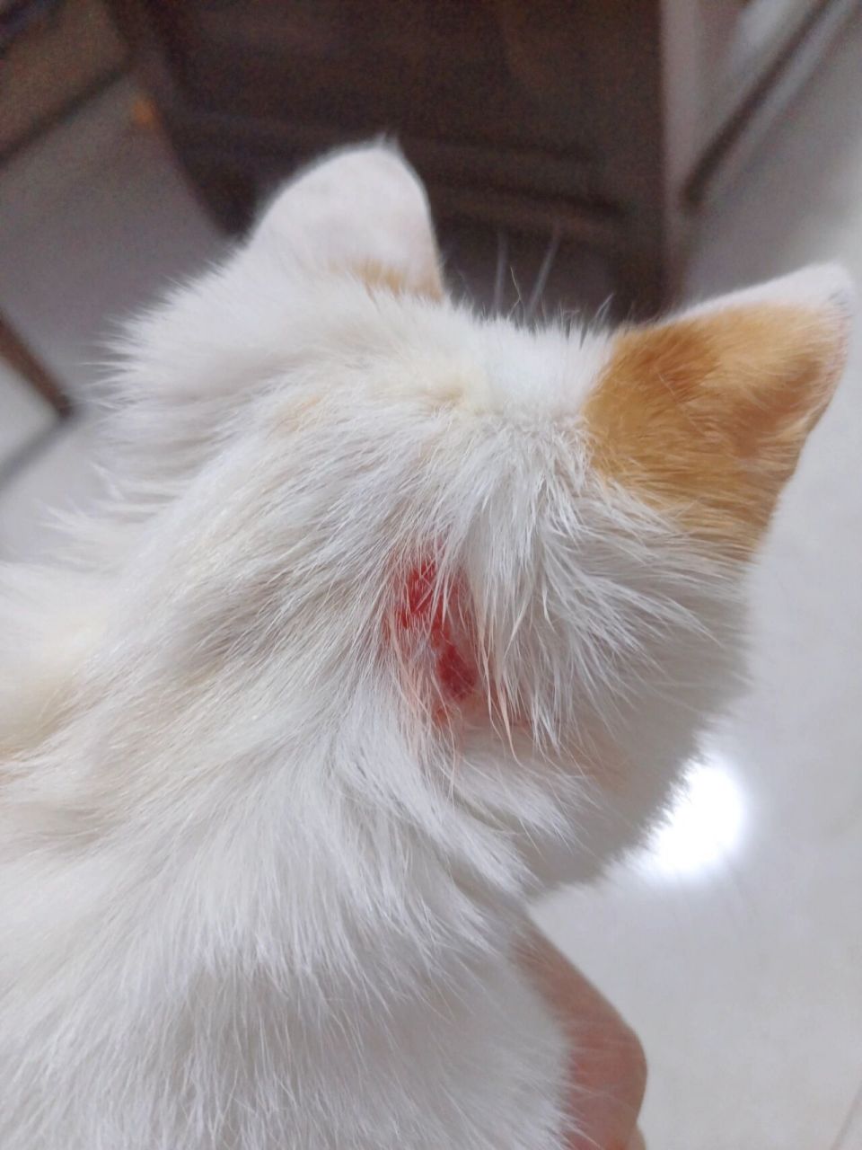 猫咪习惯挠伤自己怎么办 收养的猫咪刚到家的时候有耳螨,现在耳螨治疗