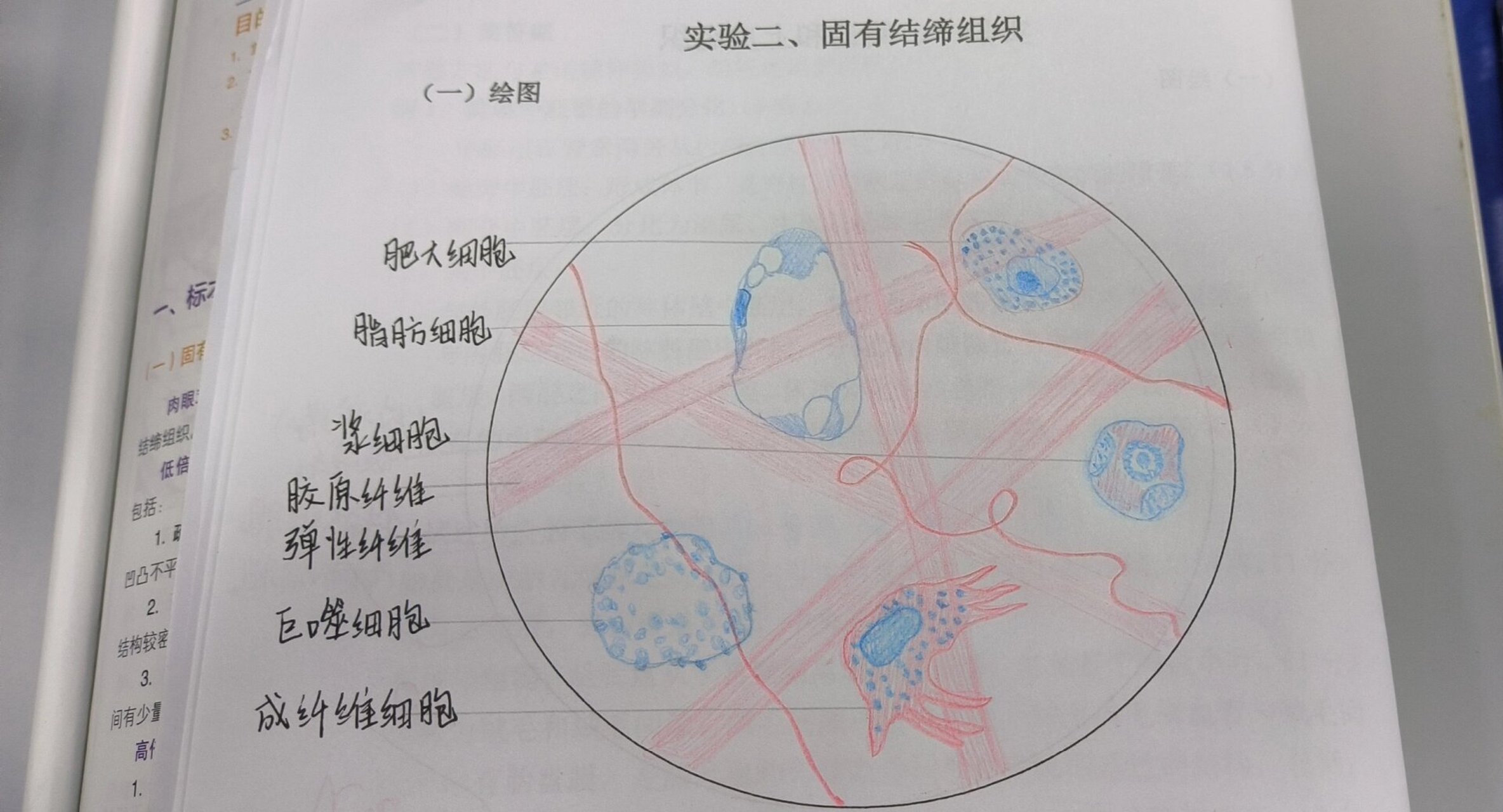 结缔组织图片及名称图片