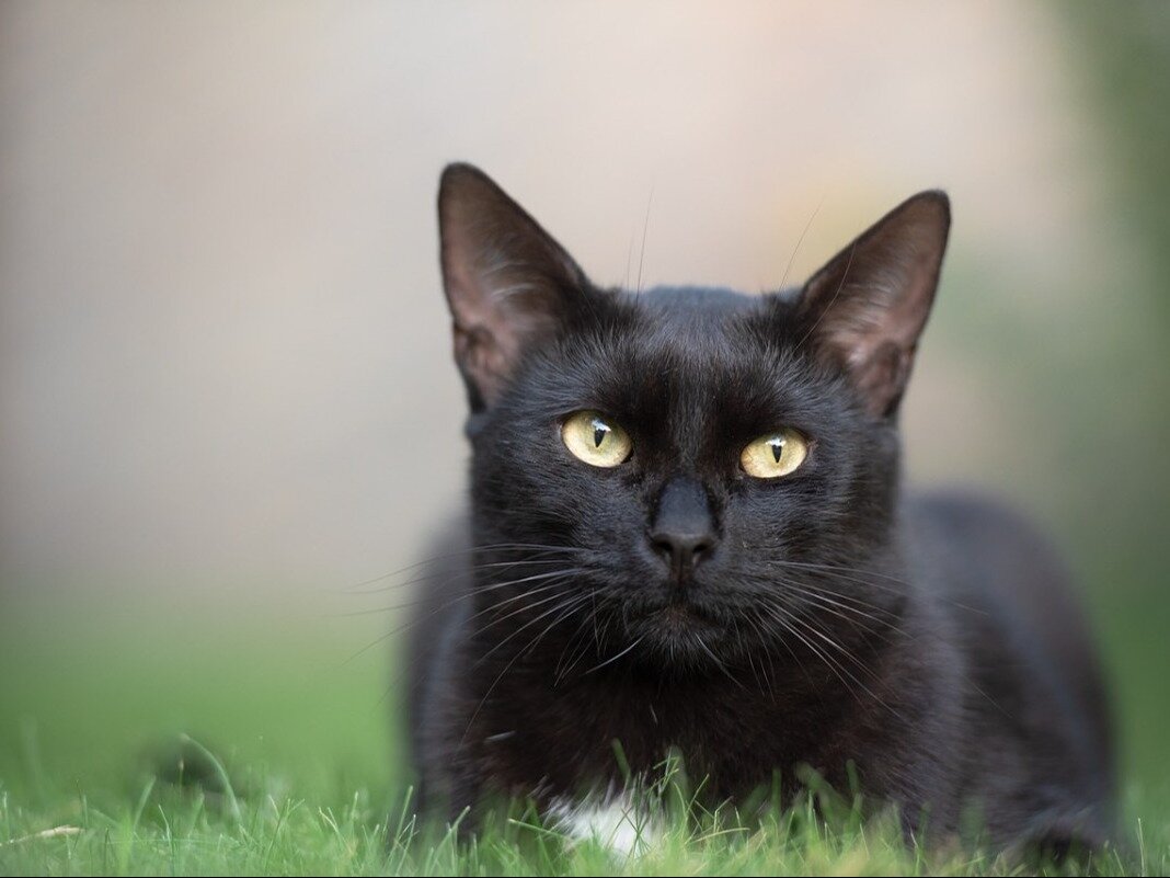 阴阳眼黑猫图片