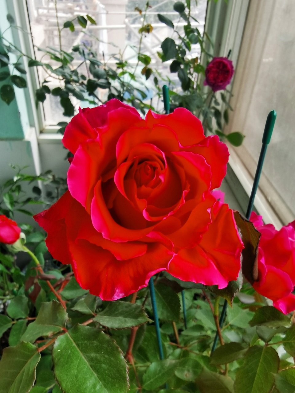 米迦勒月季-妖艳的吉普赛女郎 米迦勒95,强香!