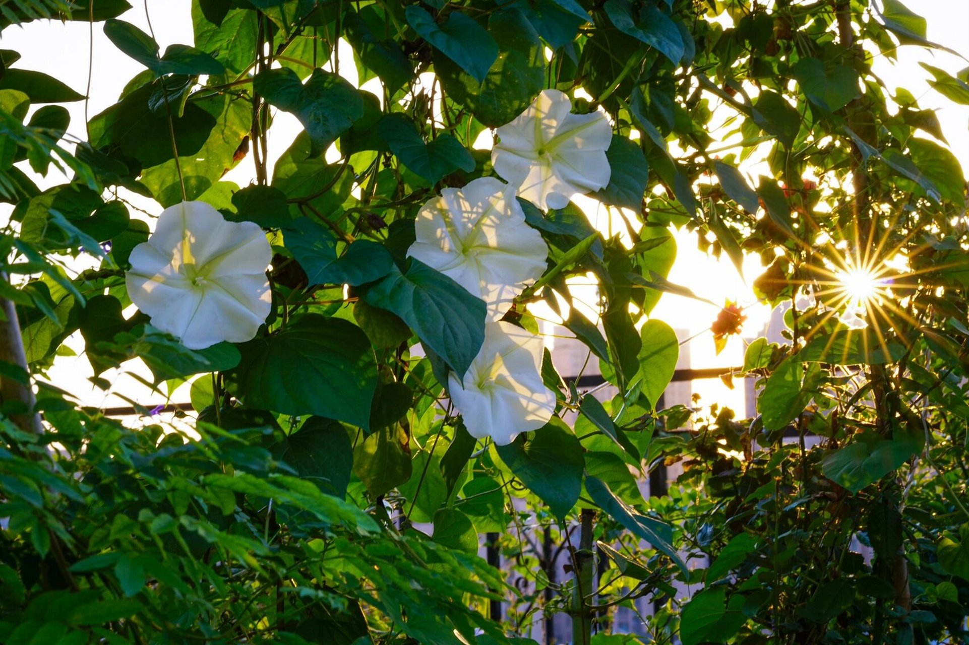 夕颜,开在月光下,纯洁如斯,白如绸缎 夕阳西下,月