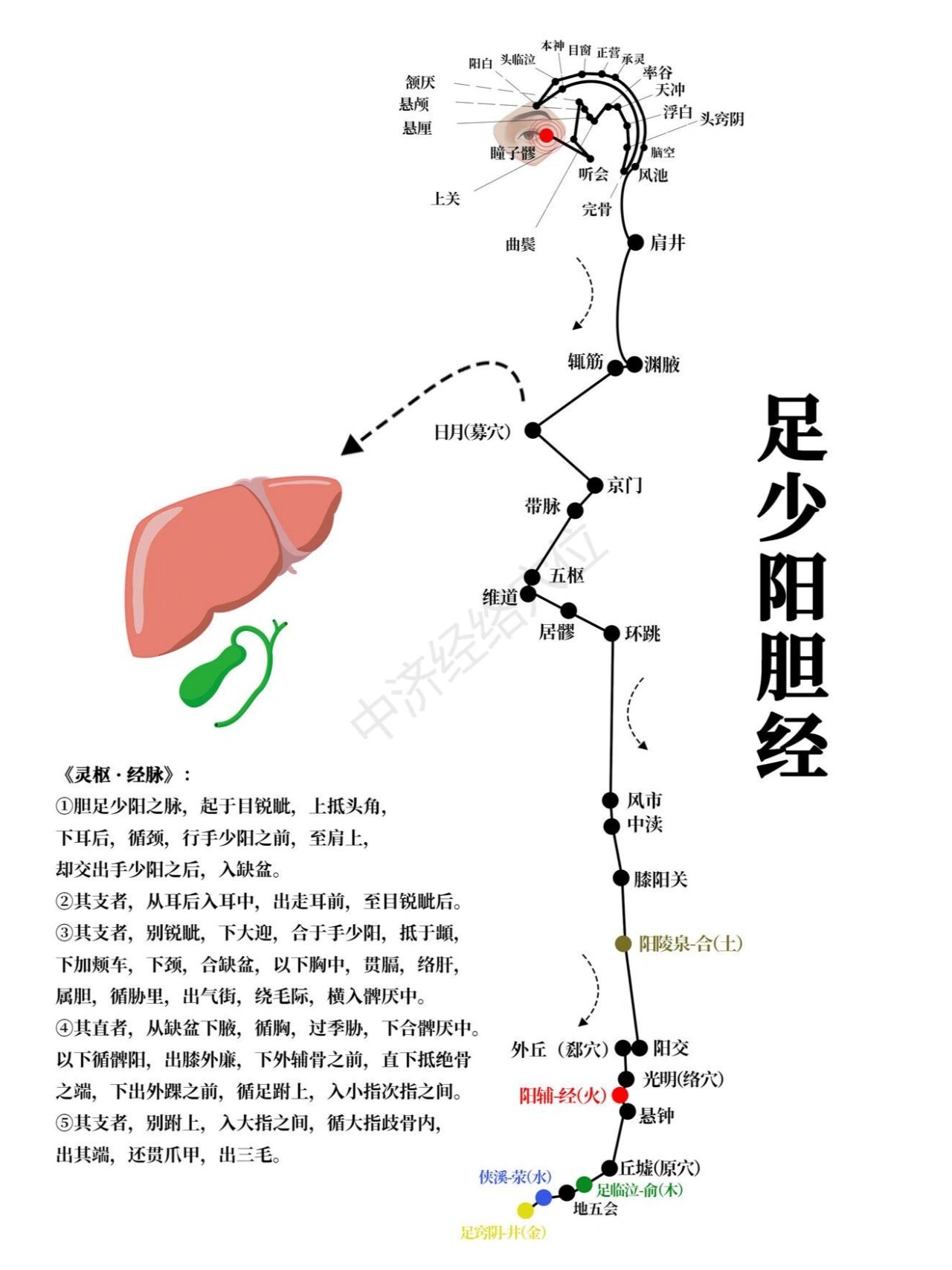 胆经的循行路线图片