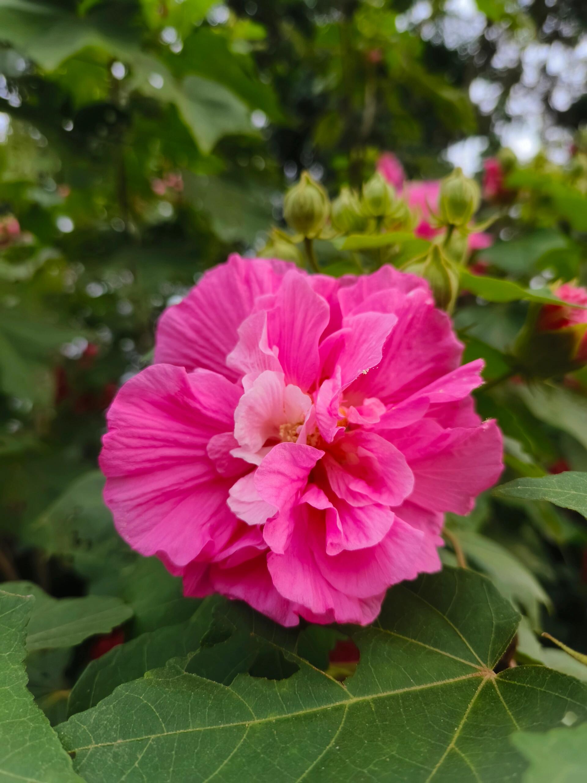 木芙蓉简介图片