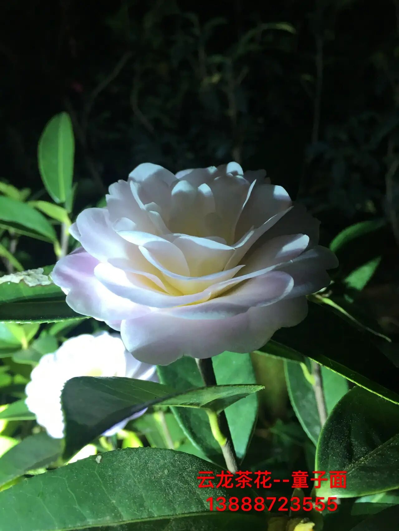 云南茶花:童子面 只有真正理解云南茶花的人,才能真正明白:为什么教科