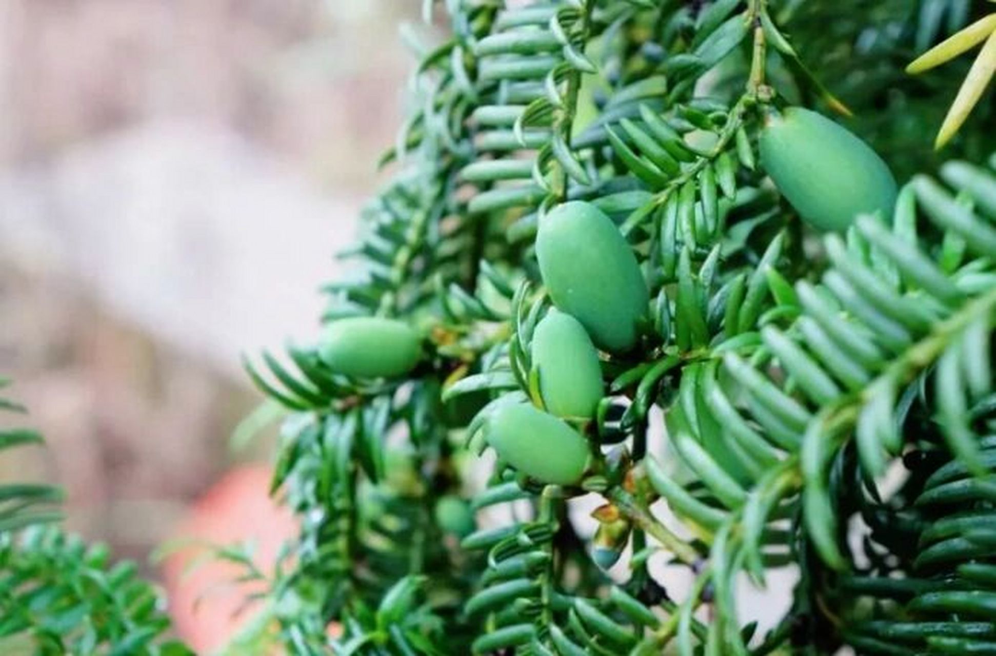 榧树,别名:香榧,野榧,羊角榧,榧子 彼美玉山果,千年中国榧.